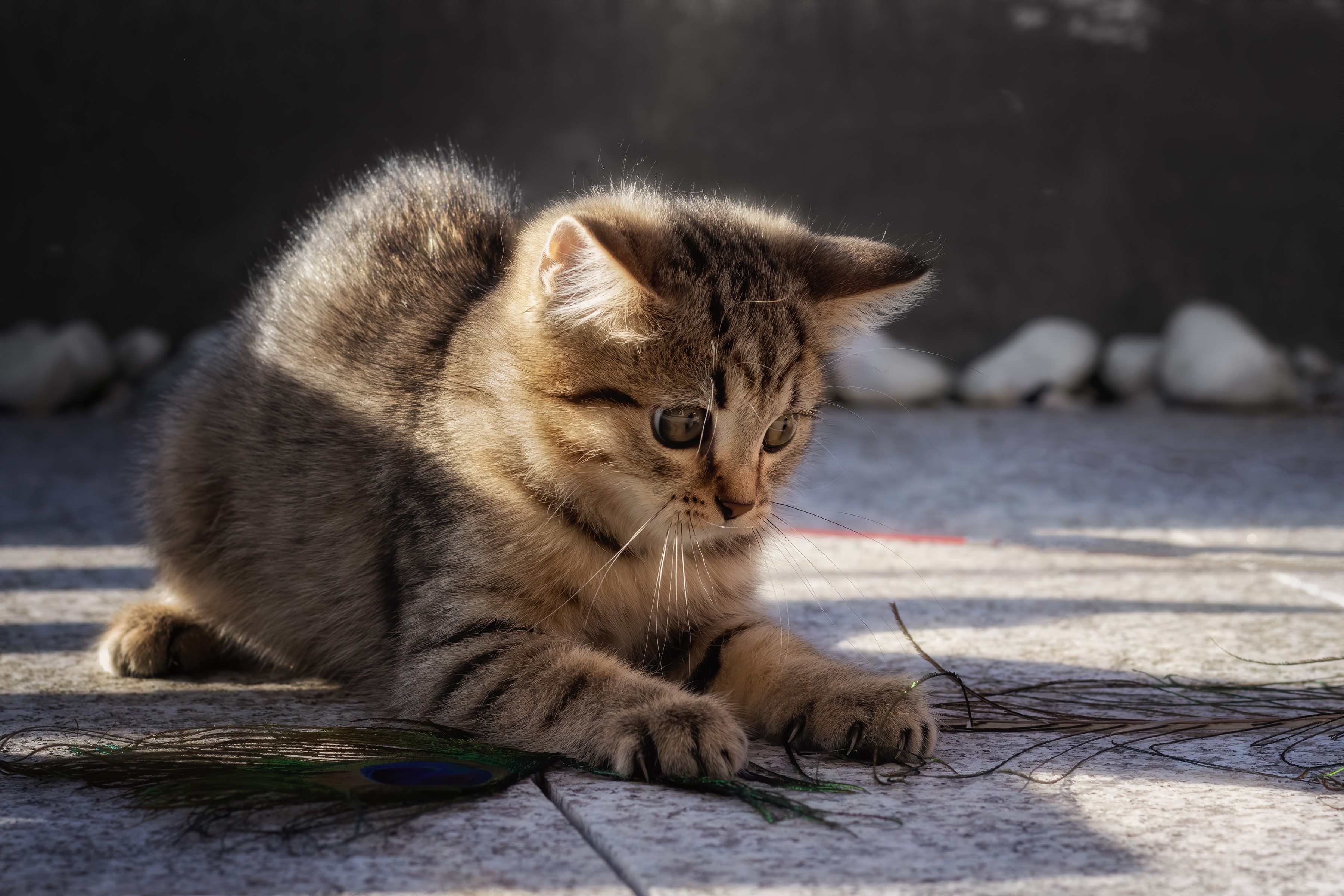 Kitten playing with peacock feathers HD Wallpaper