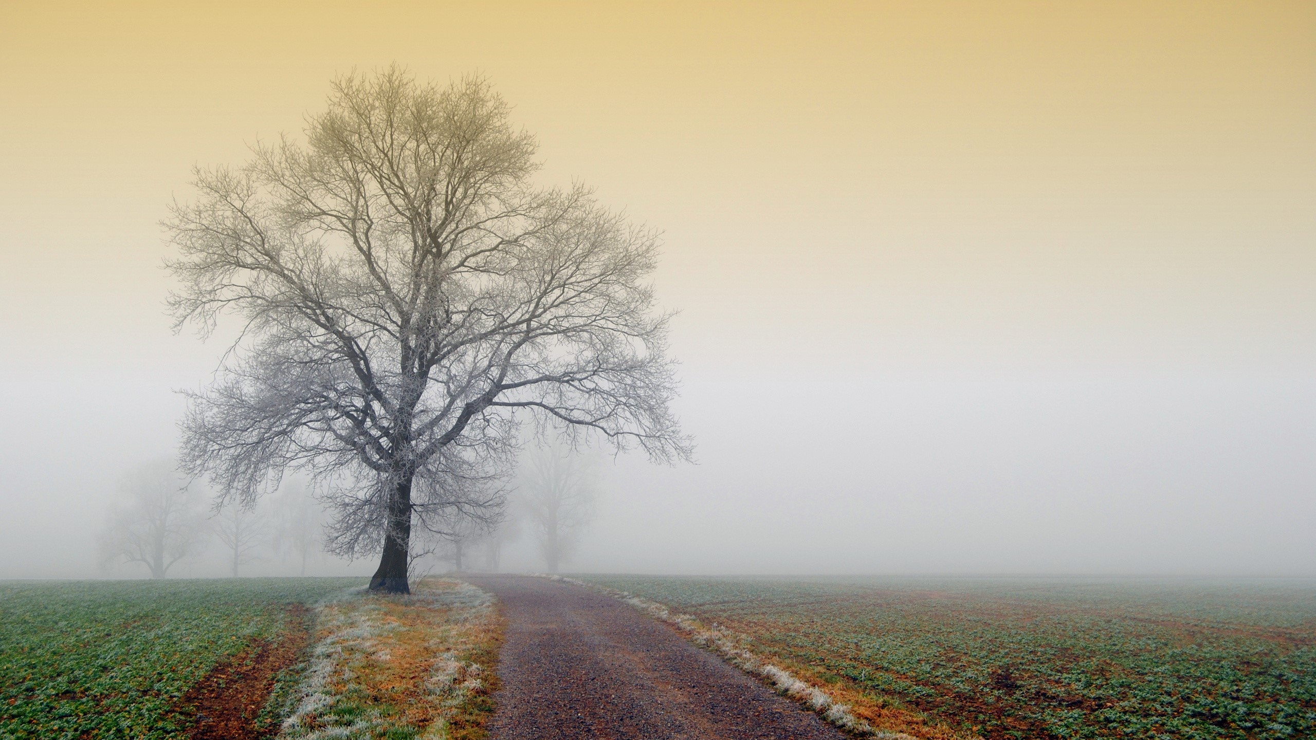 Tree on a foggy road through fields HD Wallpaper