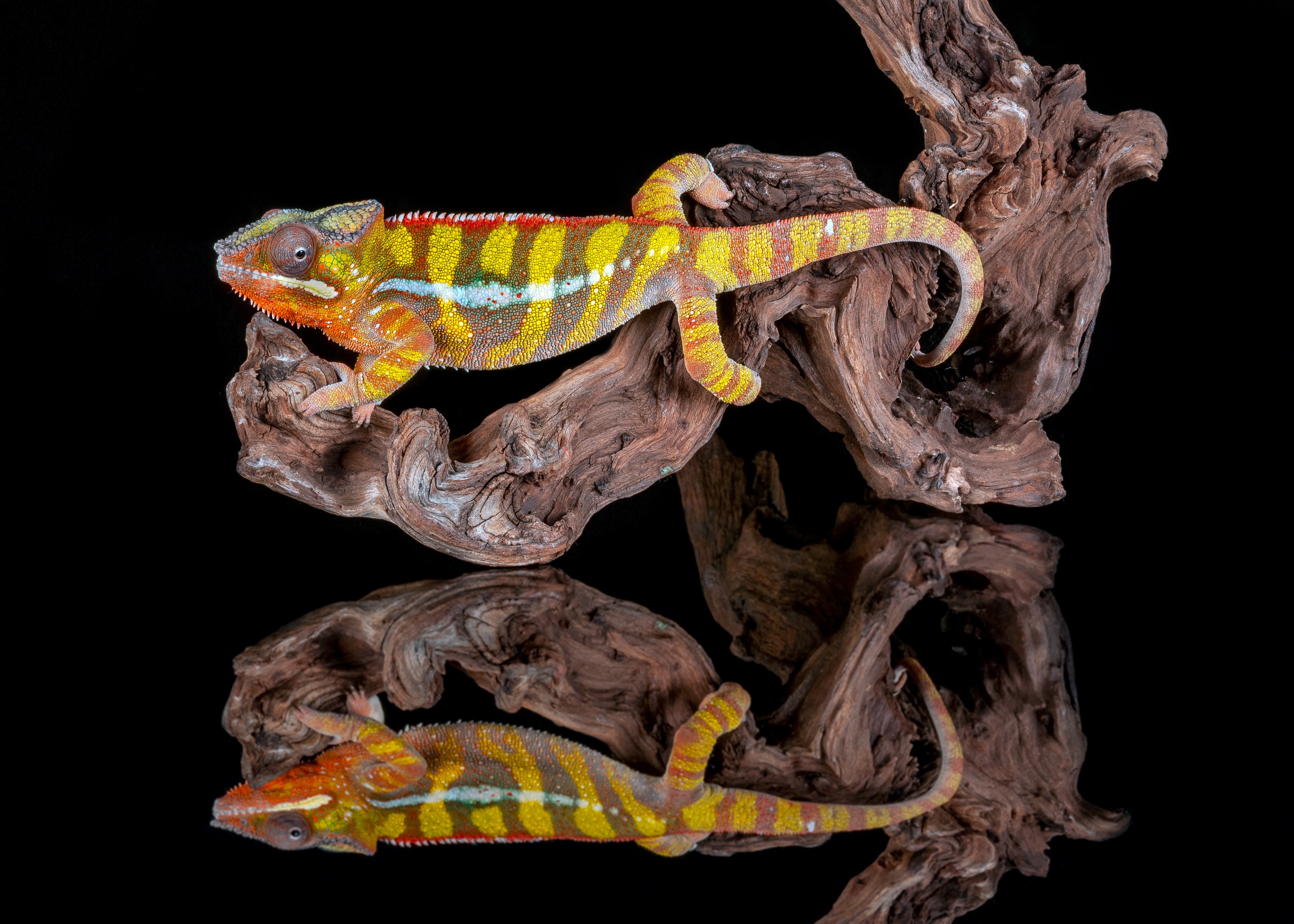 4K Panther Chameleon Reflection HD Wallpaper