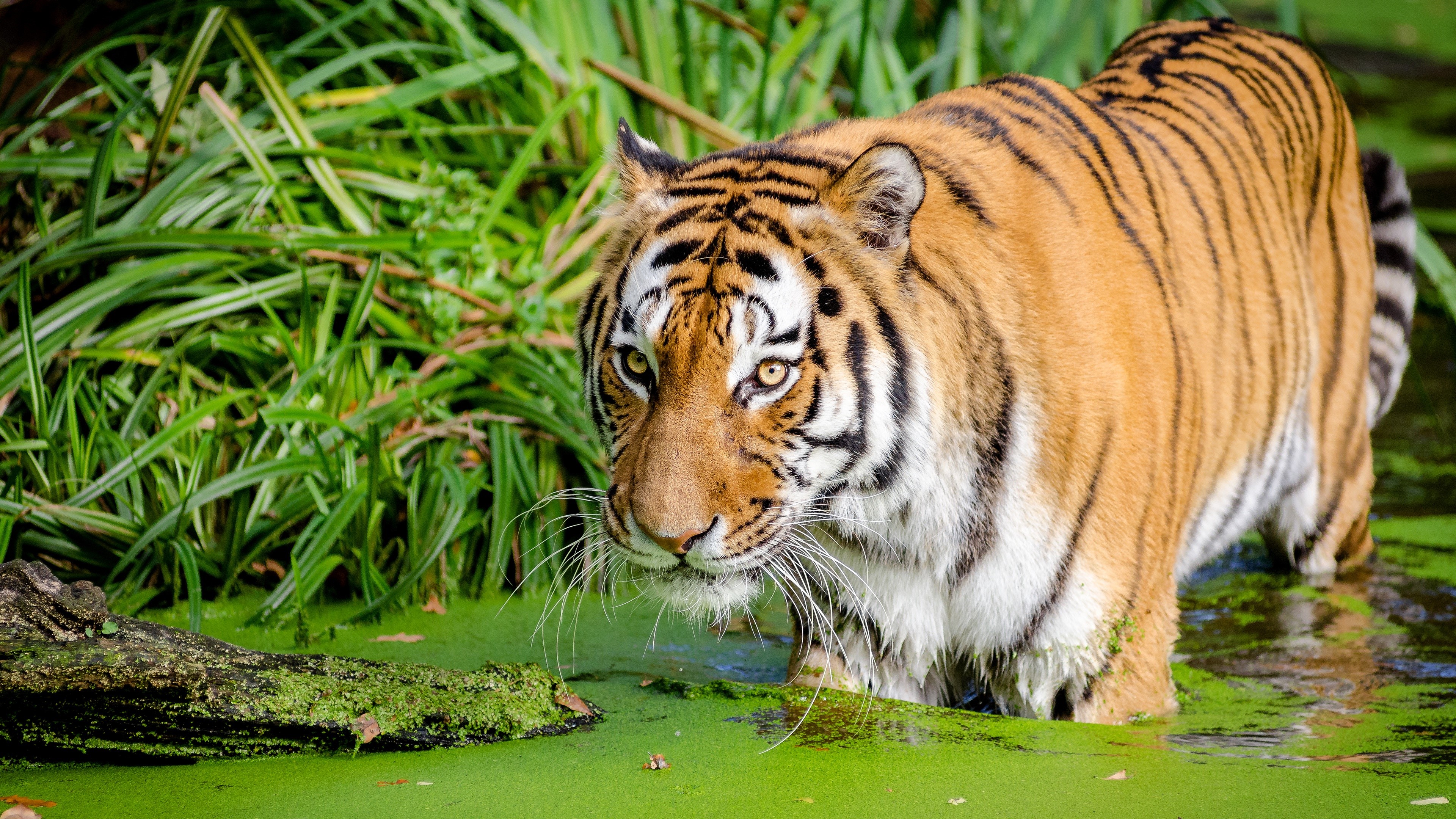 Tiger in a Swamp HD Wallpaper
