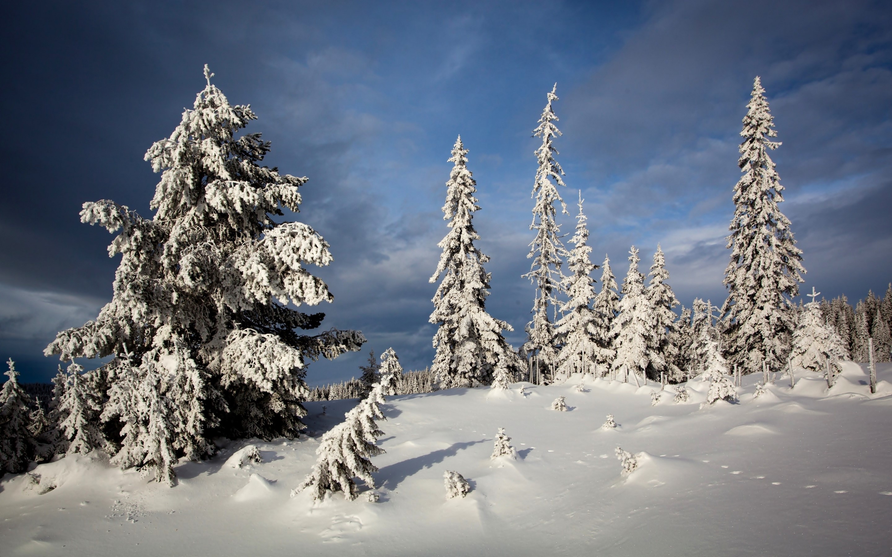Snow-covered spruce trees in a winter forest under a cloudy sky HD Wallpaper