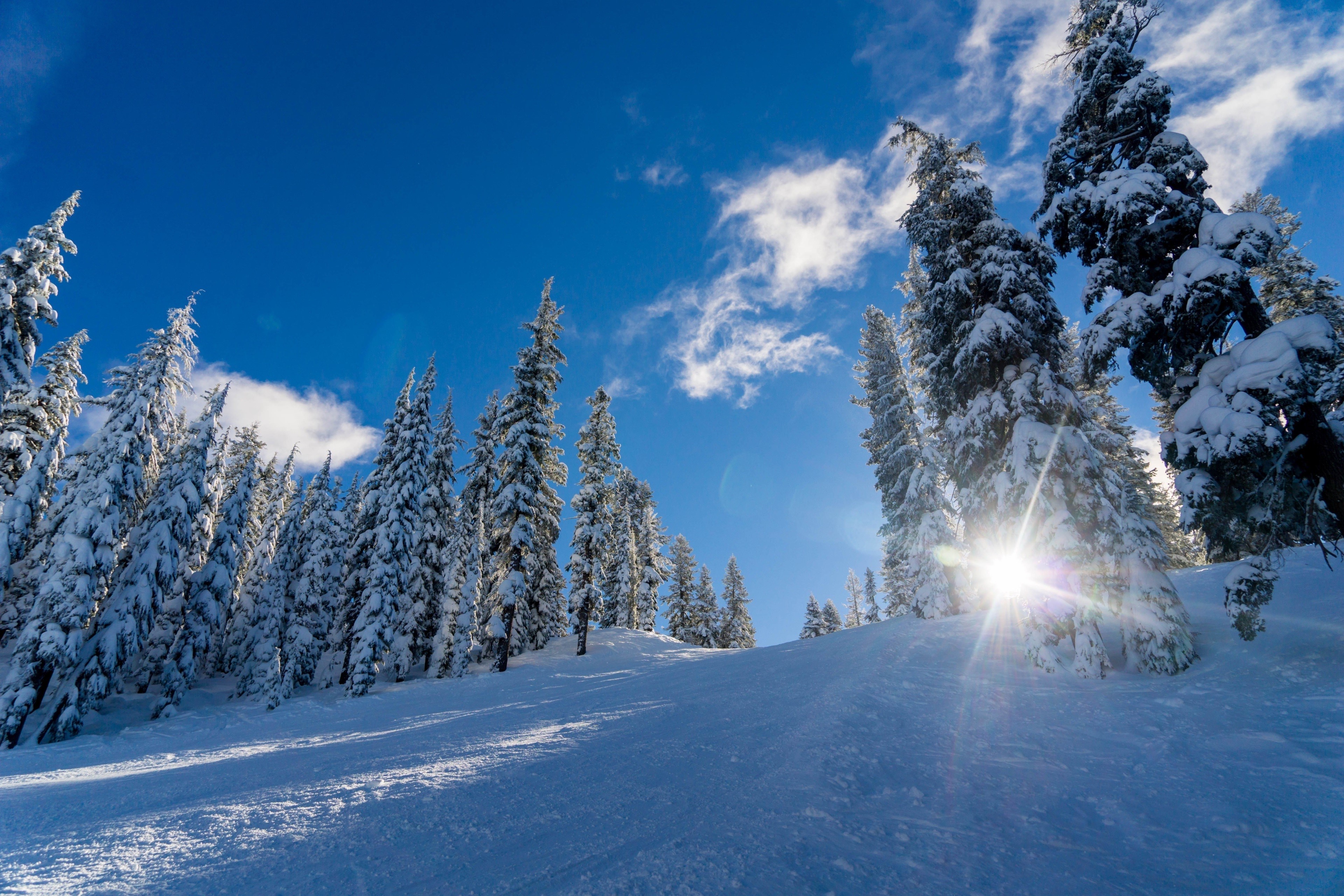 Snowy spruce trees on a ski slope with sun rays HD Wallpaper