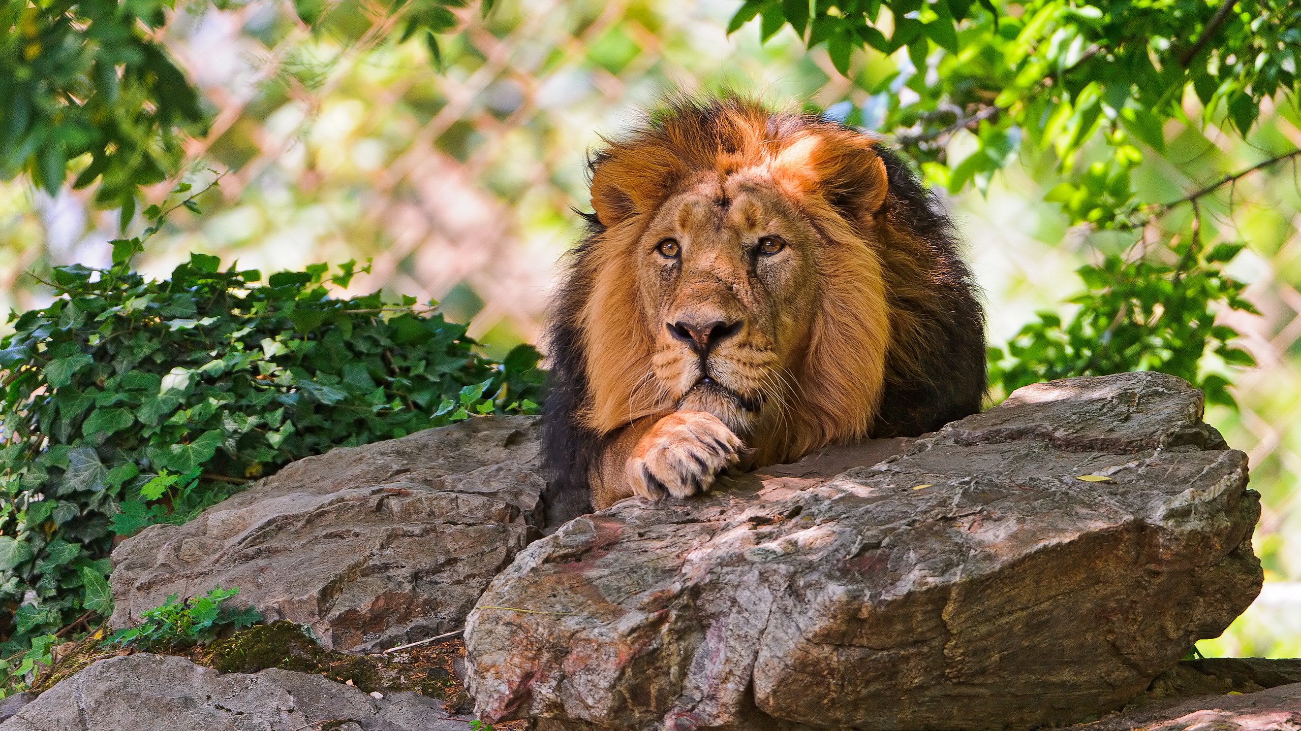 Lion resting on rocks with green foliage HD Wallpaper