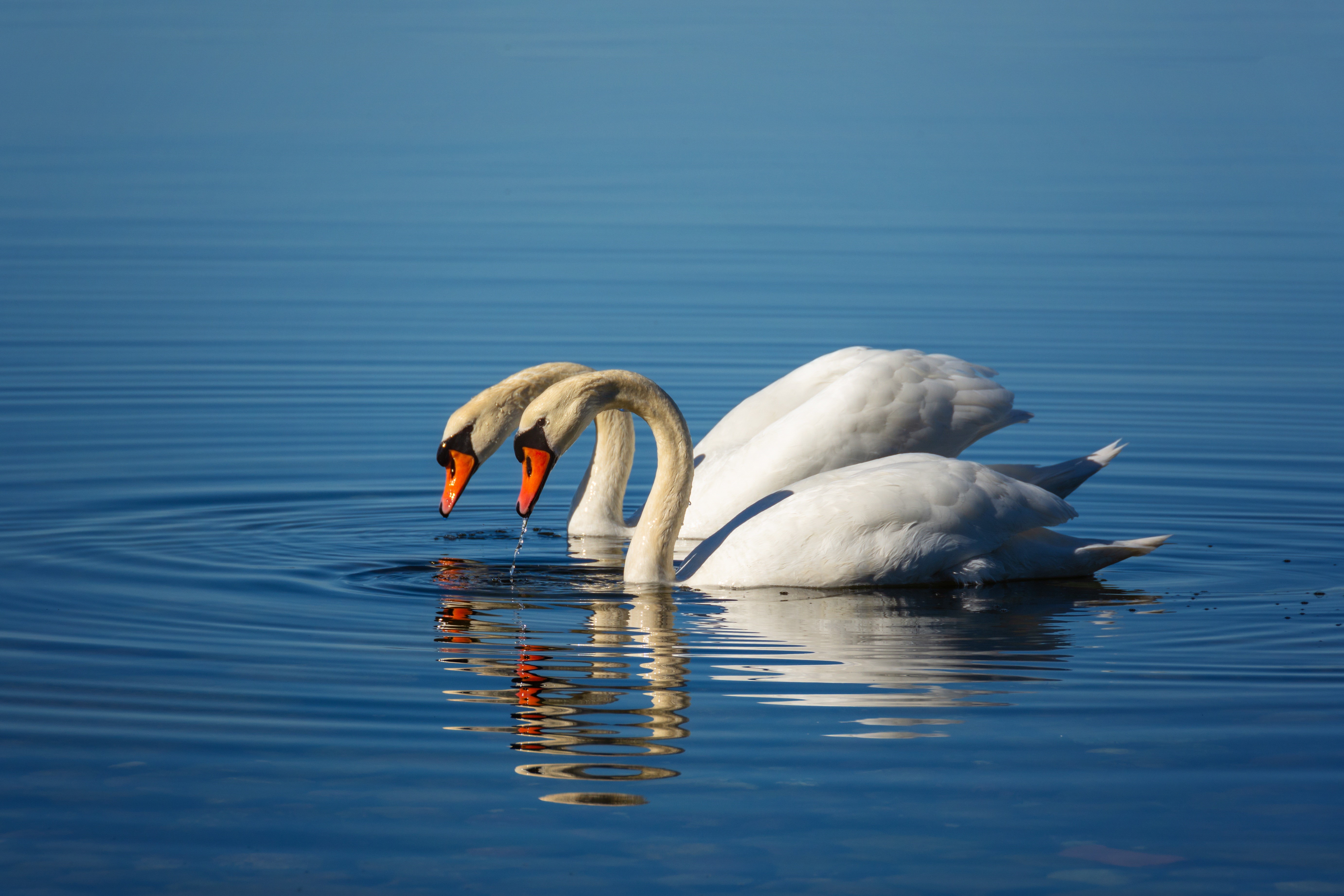 Two Swans on Blue Water HD Wallpaper