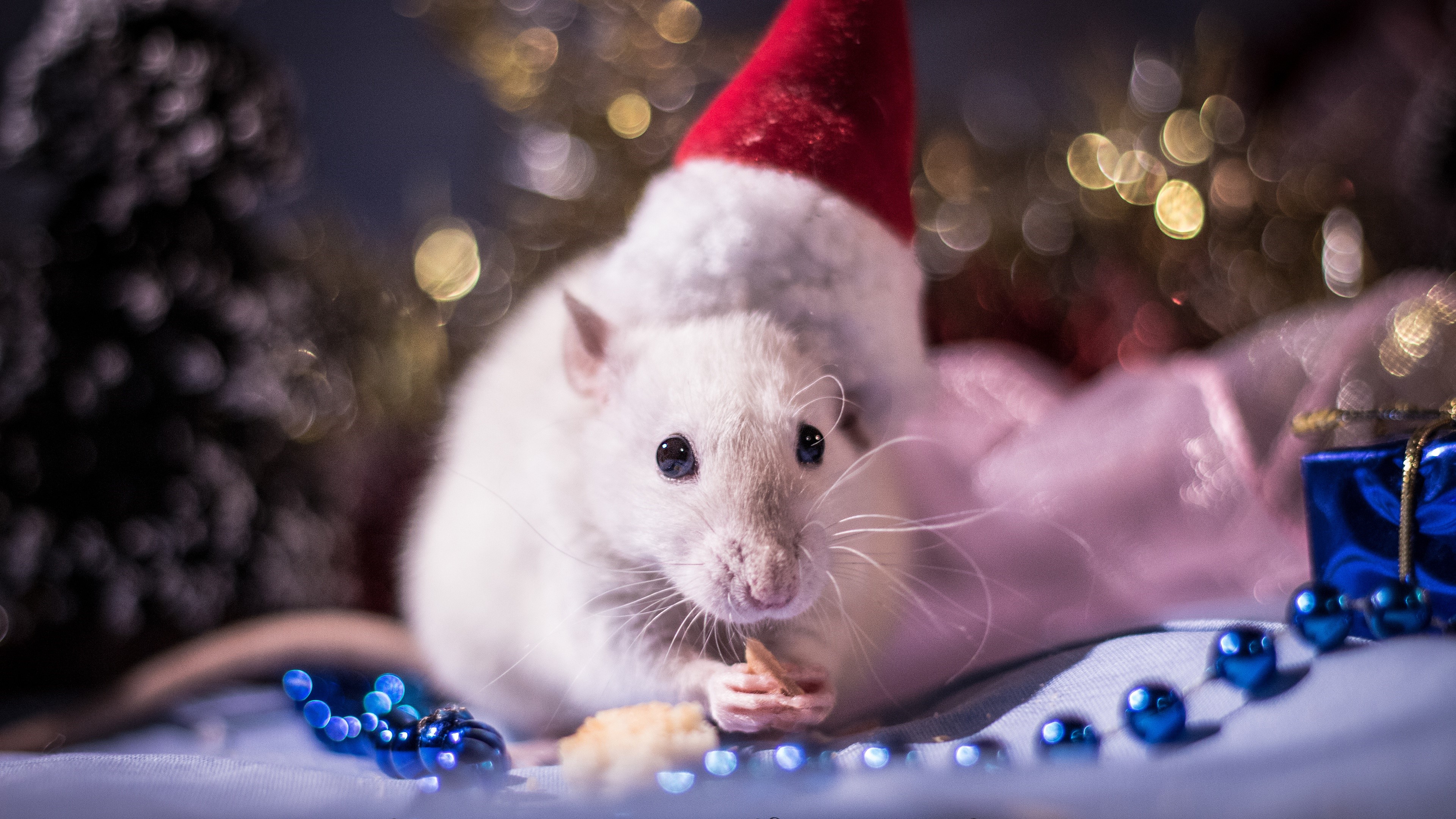 White rat wearing a Santa hat with Christmas decorations HD Wallpaper