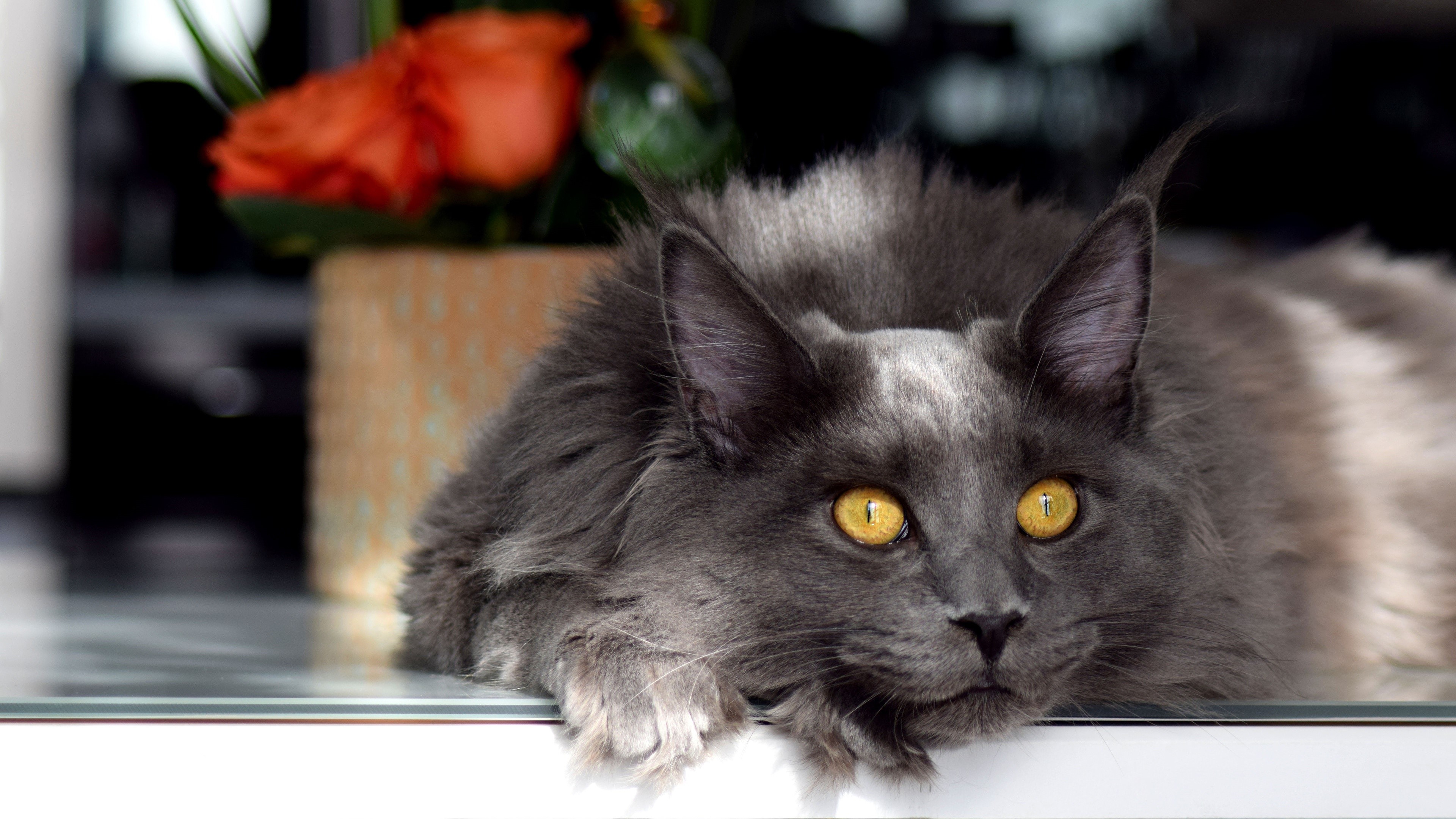 Grey Maine Coon Cat with Yellow Eyes HD Wallpaper