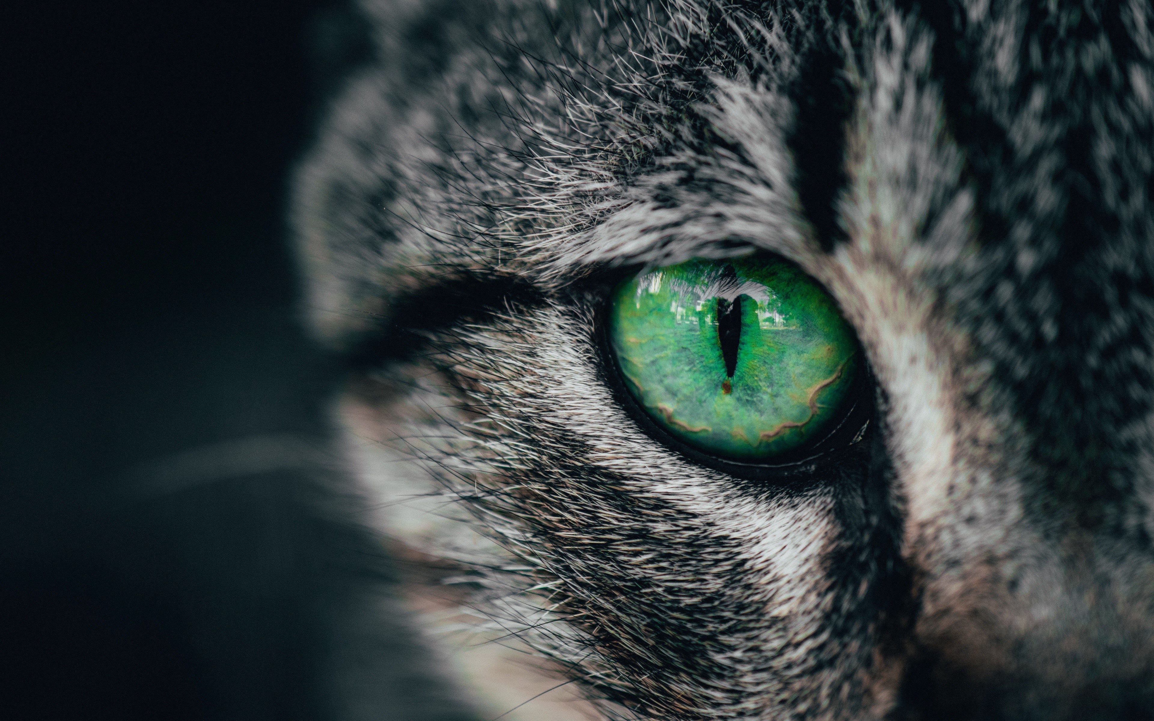 4K Closeup of a Cat's Green Eye HD Wallpaper