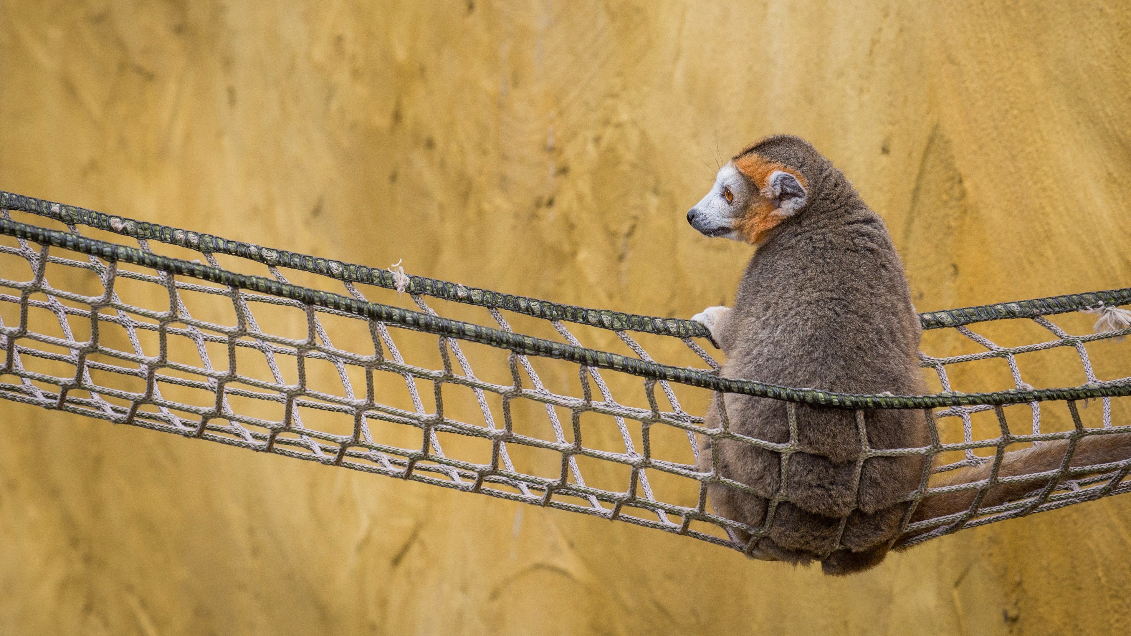 Lemur on a Hammock HD Wallpaper