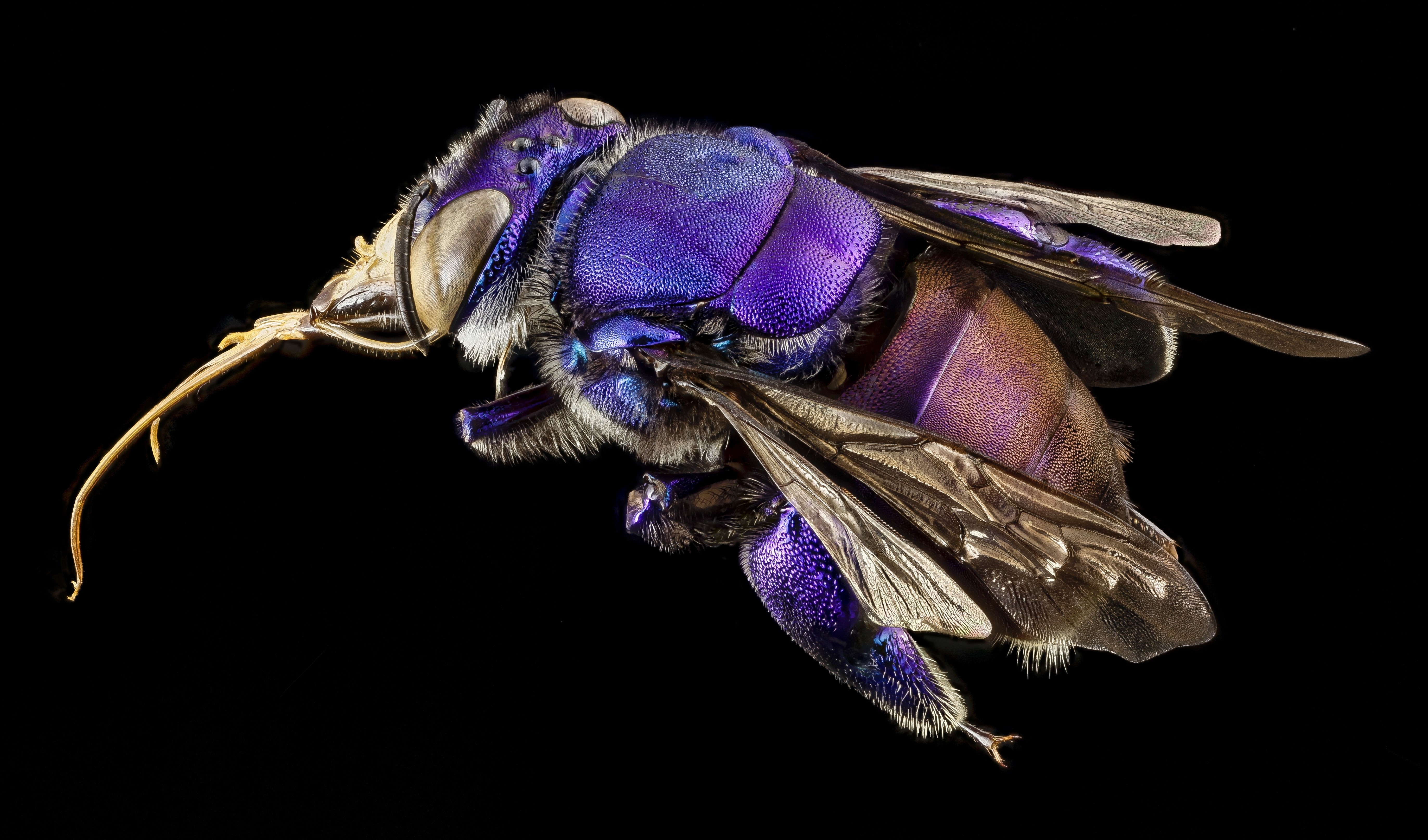 4K Orchid Bee Closeup HD Wallpaper