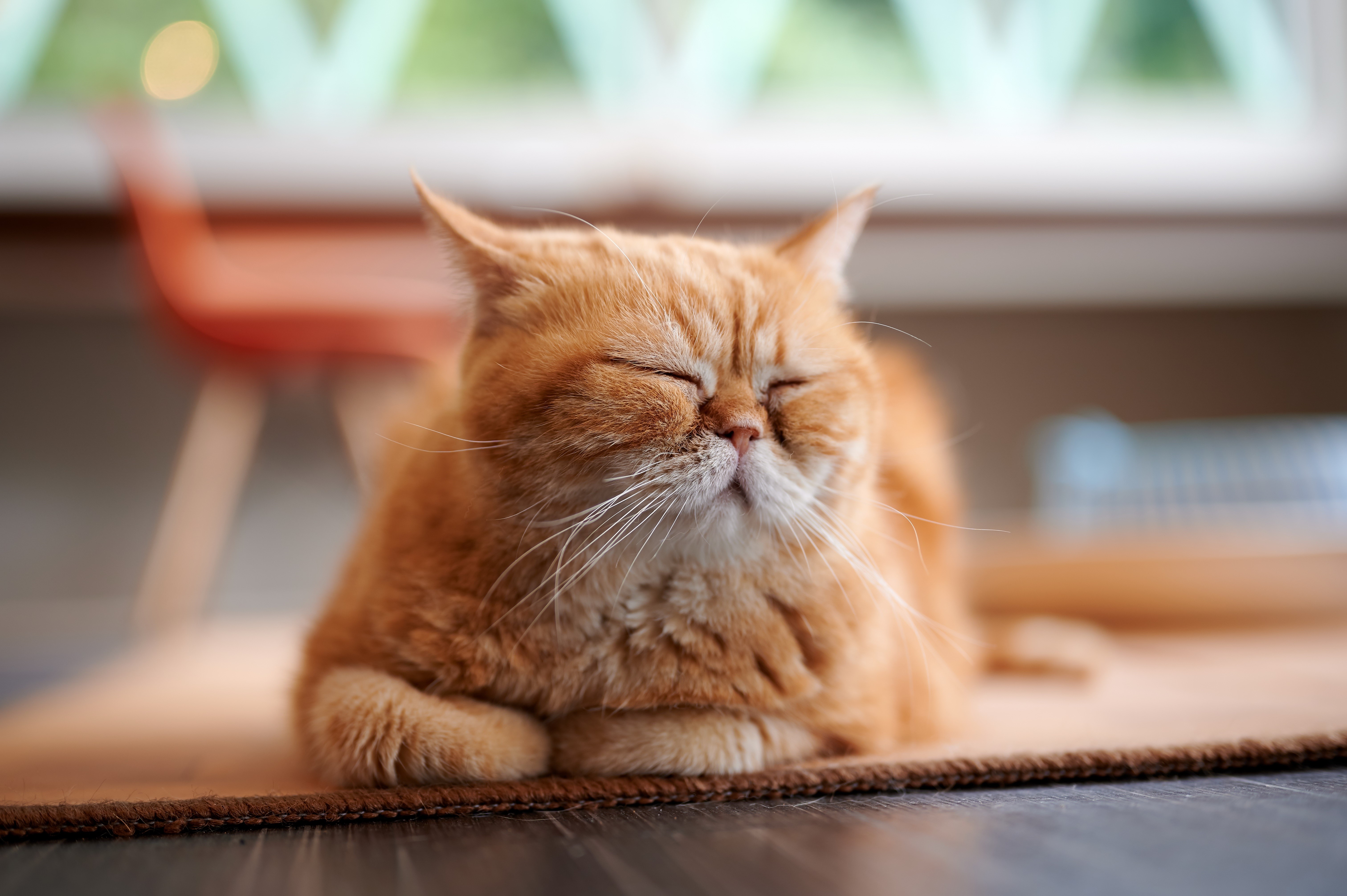 Ginger cat resting on a mat HD Wallpaper