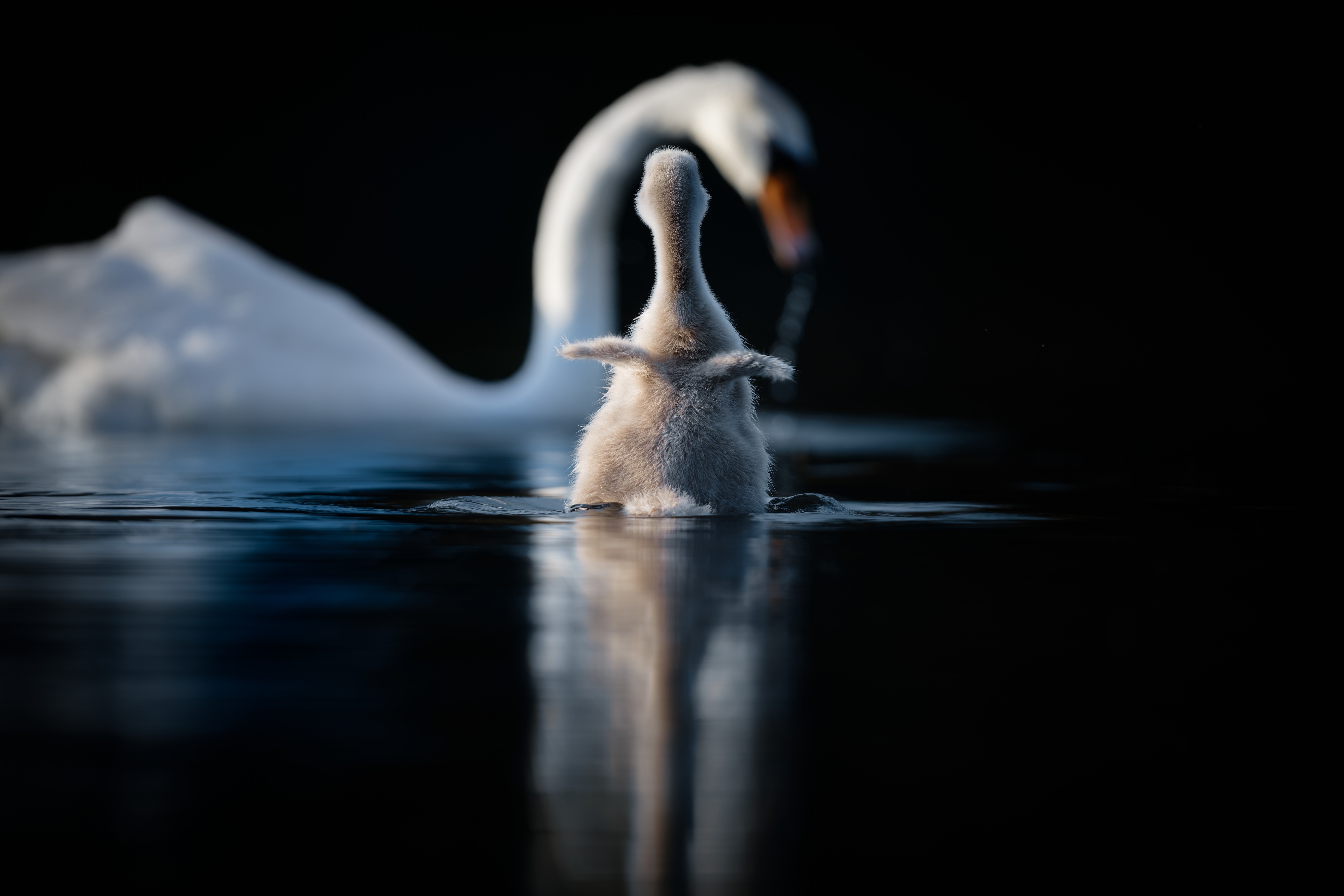 Baby swan and mother swan in water HD Wallpaper