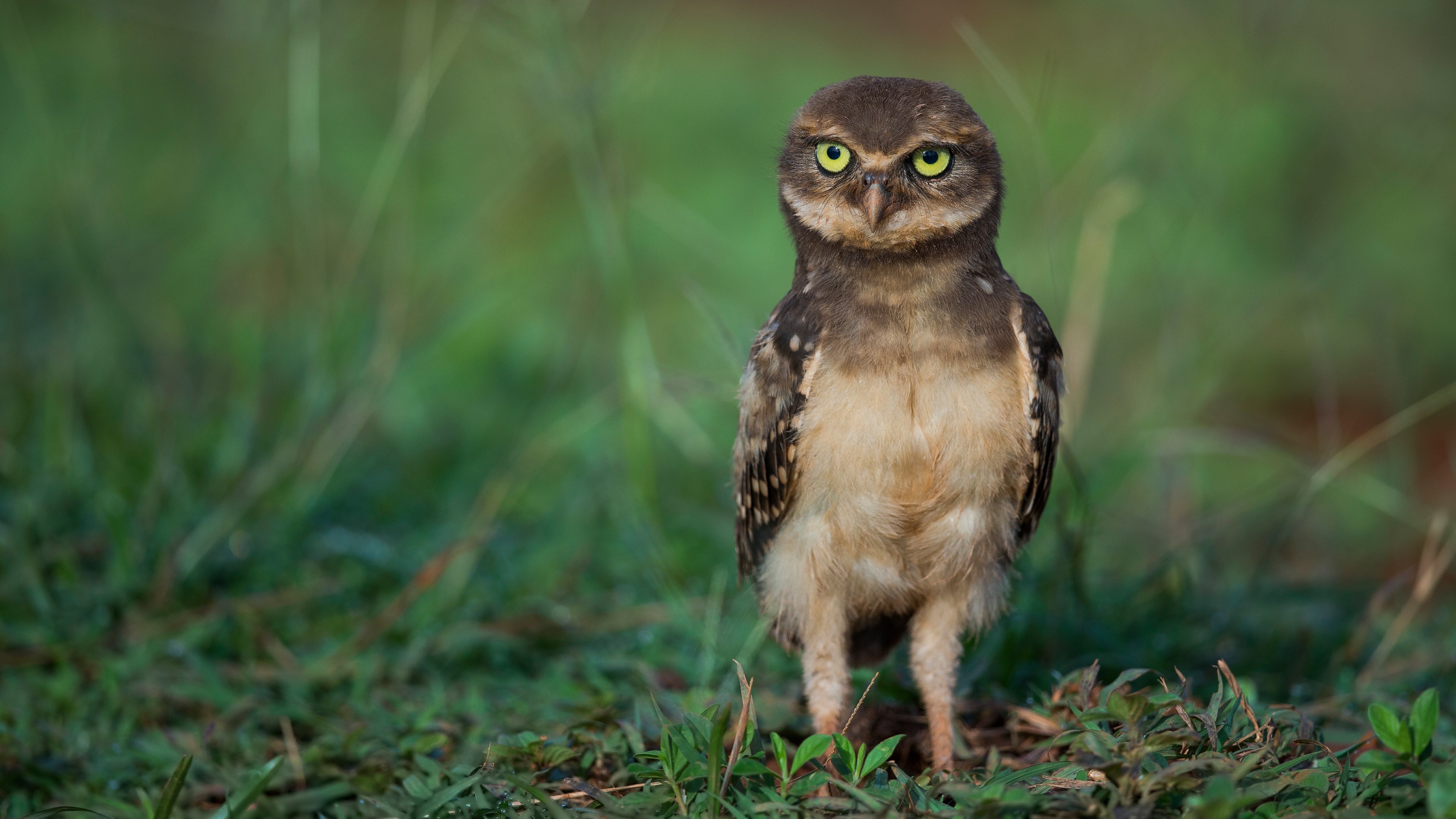 4K Burrowing Owl in Grass HD Wallpaper