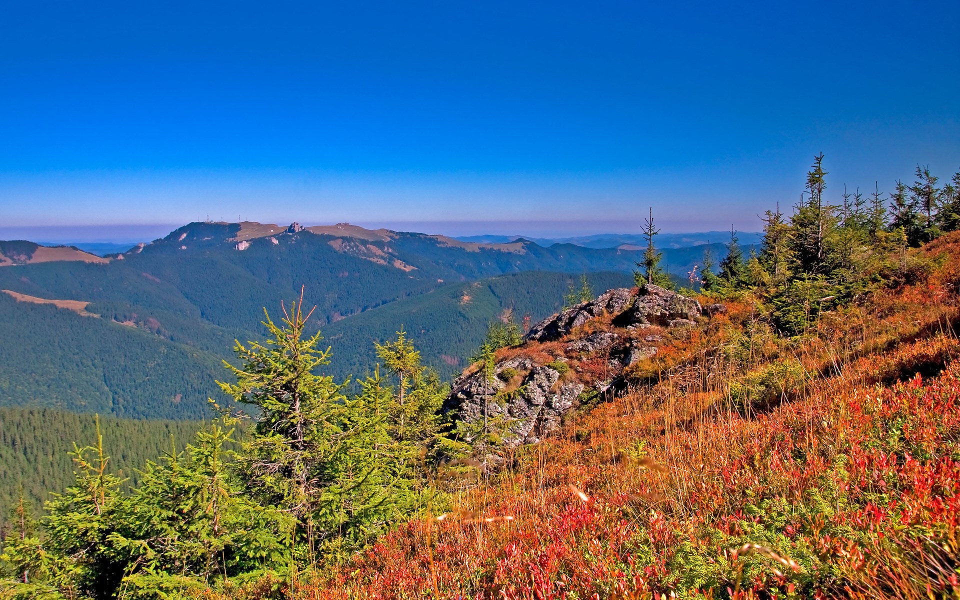 Mountain landscape with evergreen trees and autumn foliage HD Wallpaper