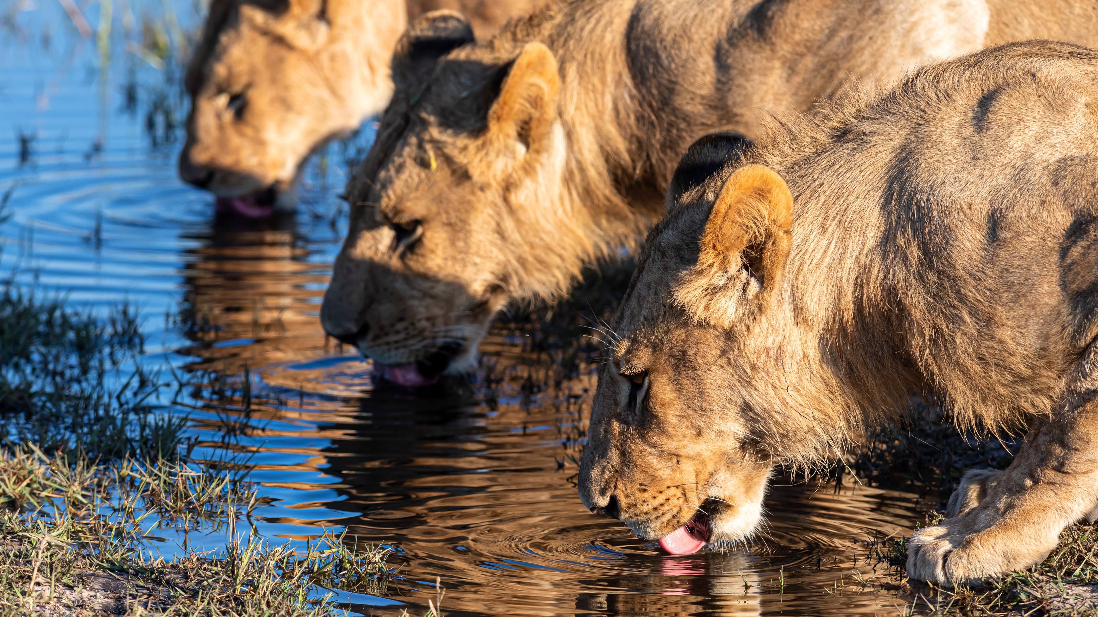 Three Lions Drinking Water HD Wallpaper