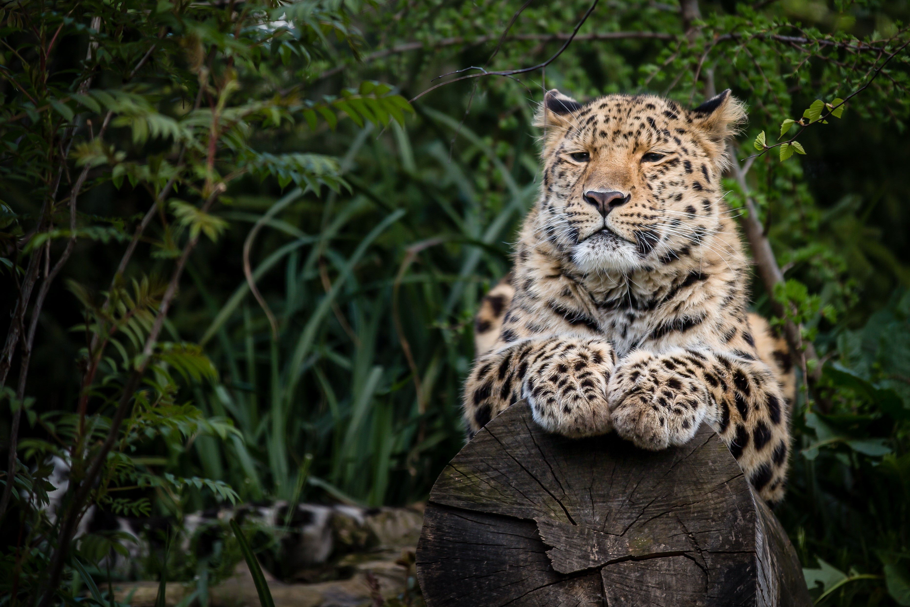 Leopard resting on a log in a forest HD Wallpaper