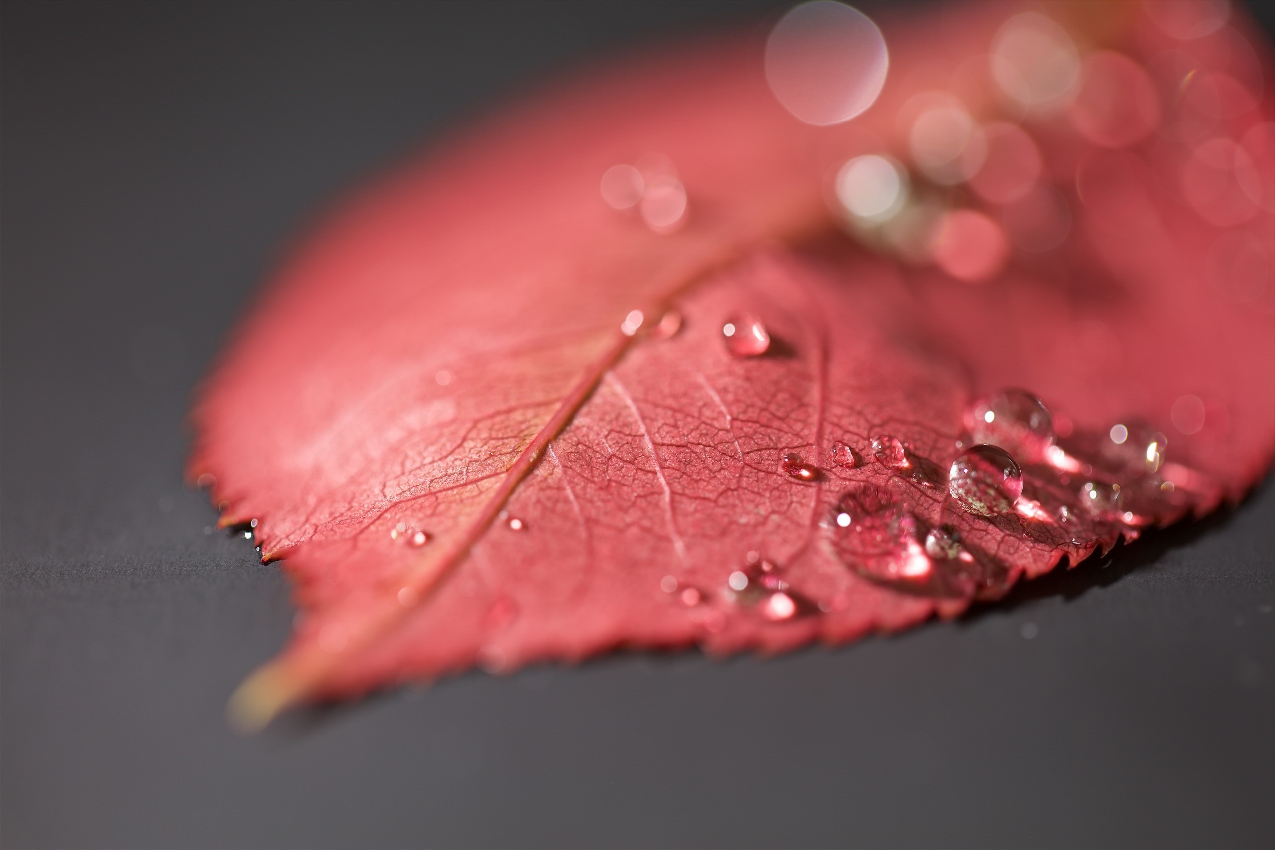 Red leaf with water drops HD Wallpaper