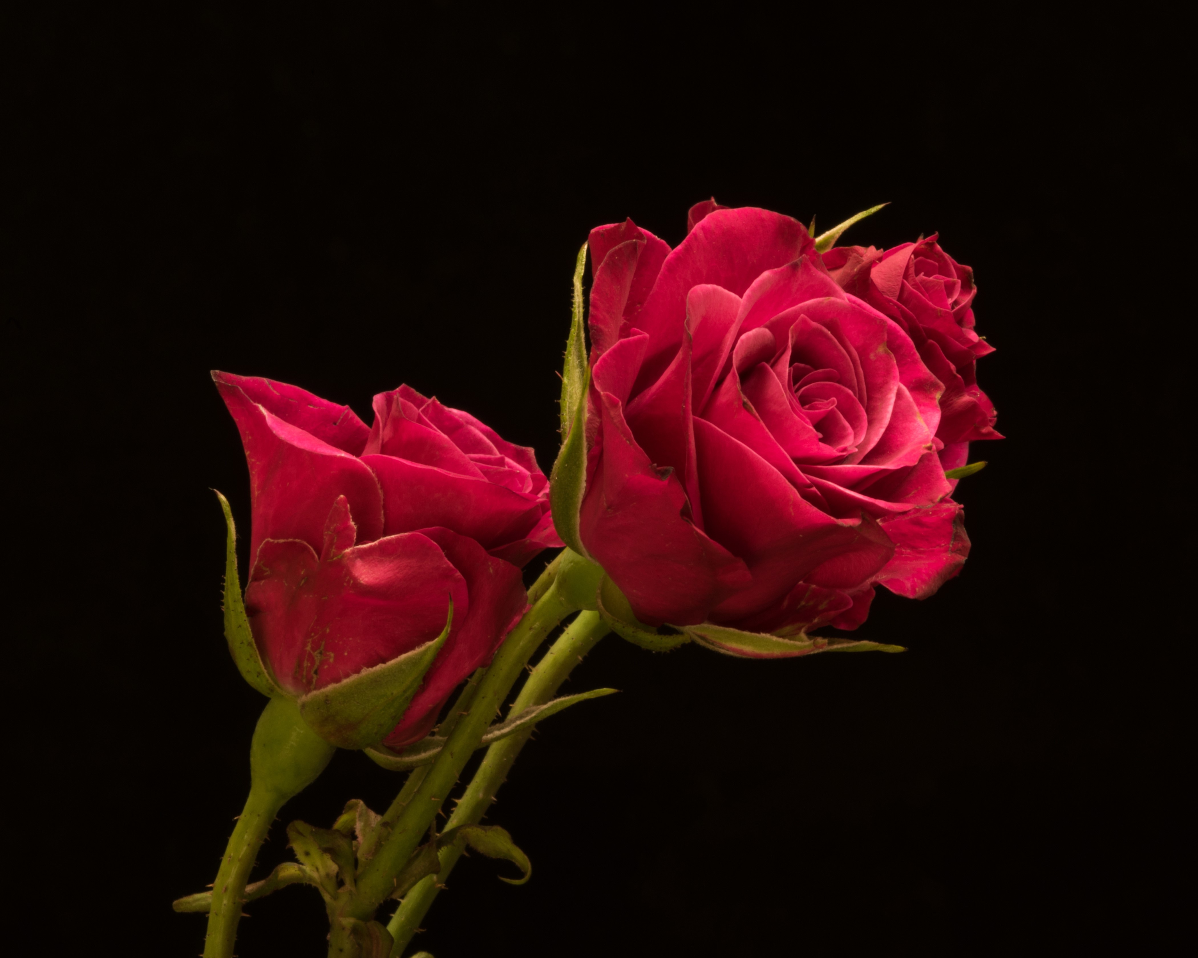 Two red roses on a black background HD Wallpaper