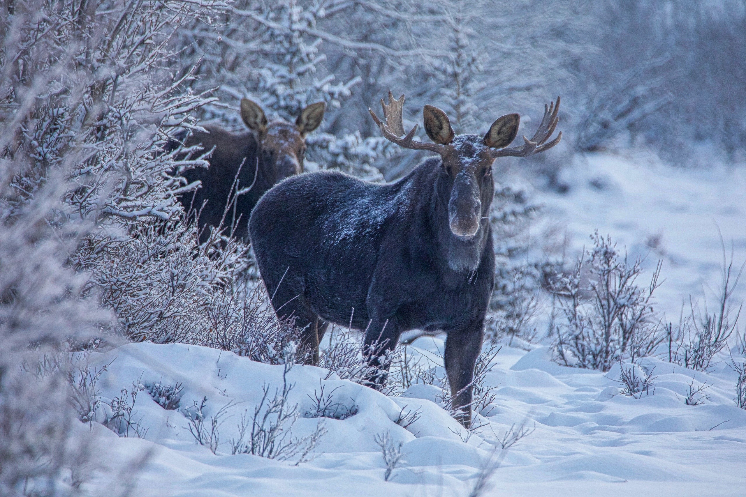 Two moose in a snowy forest HD Wallpaper
