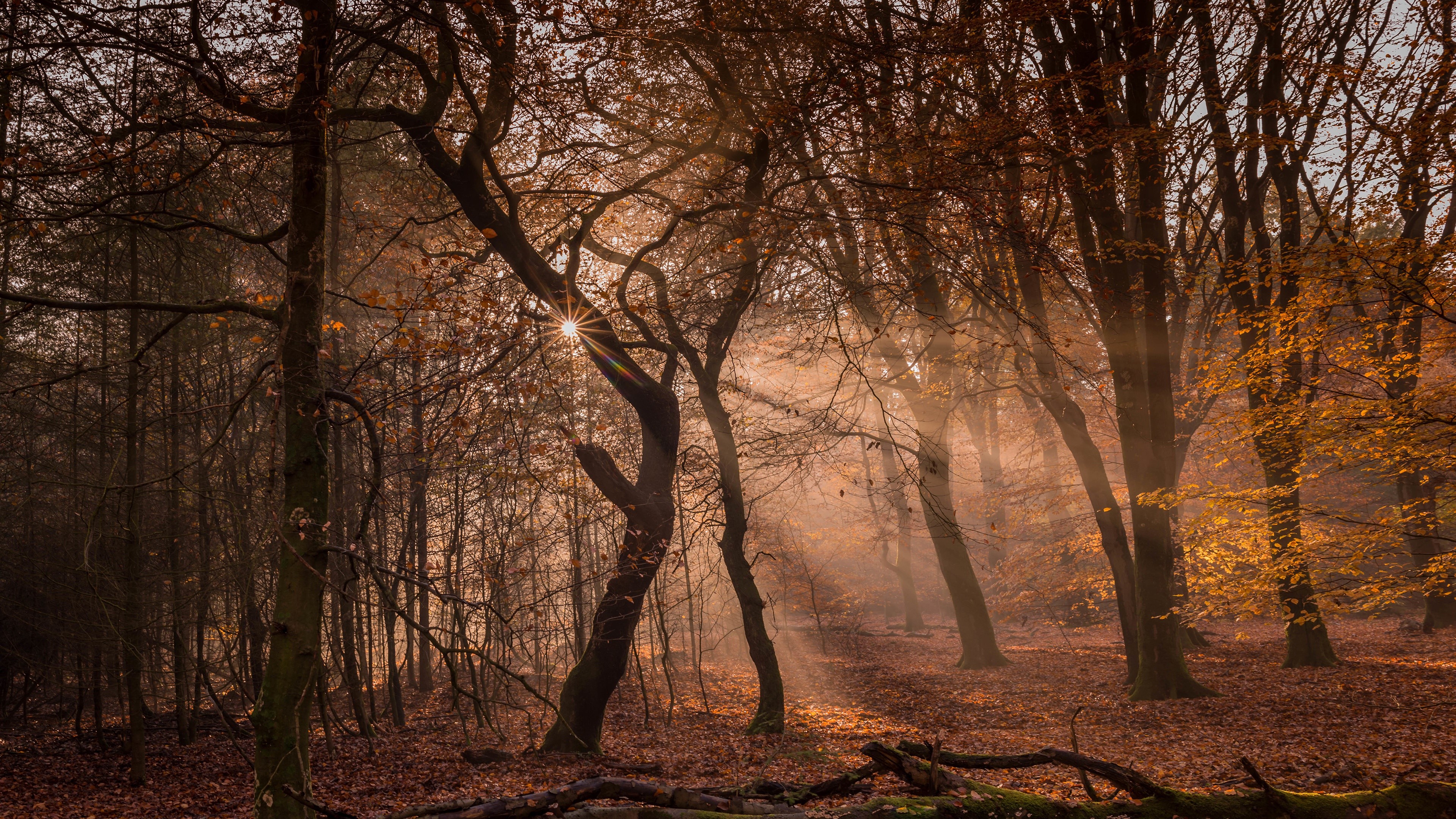 Sunlight filtering through autumn trees in a forest HD Wallpaper