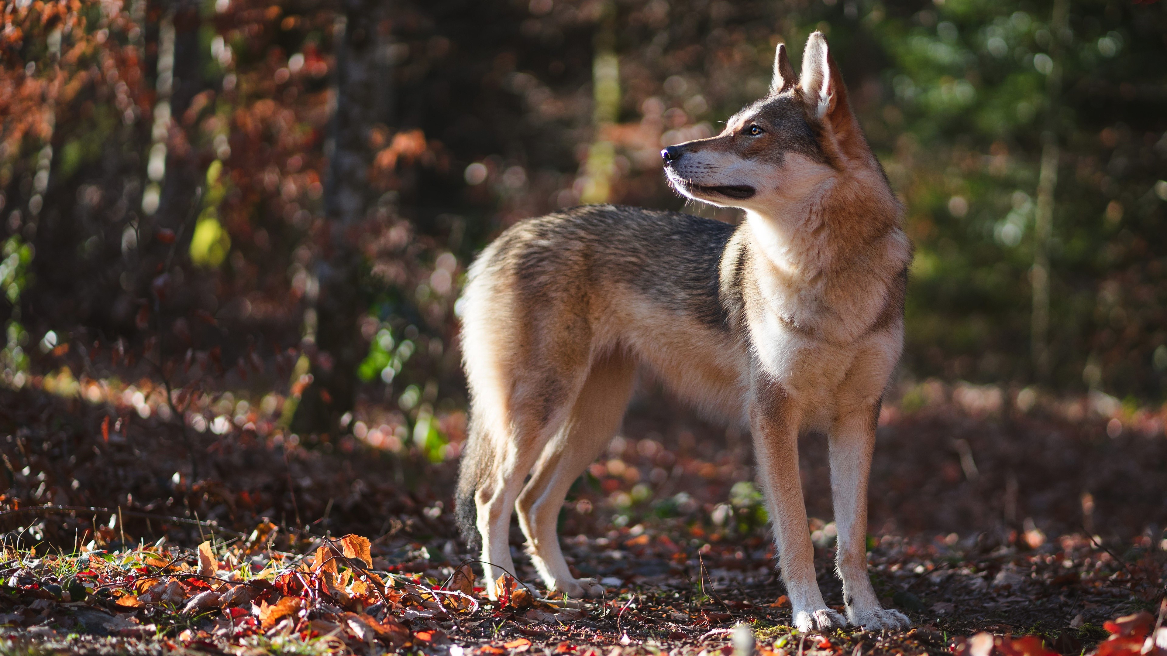 Wolf in a forest with bokeh HD Wallpaper