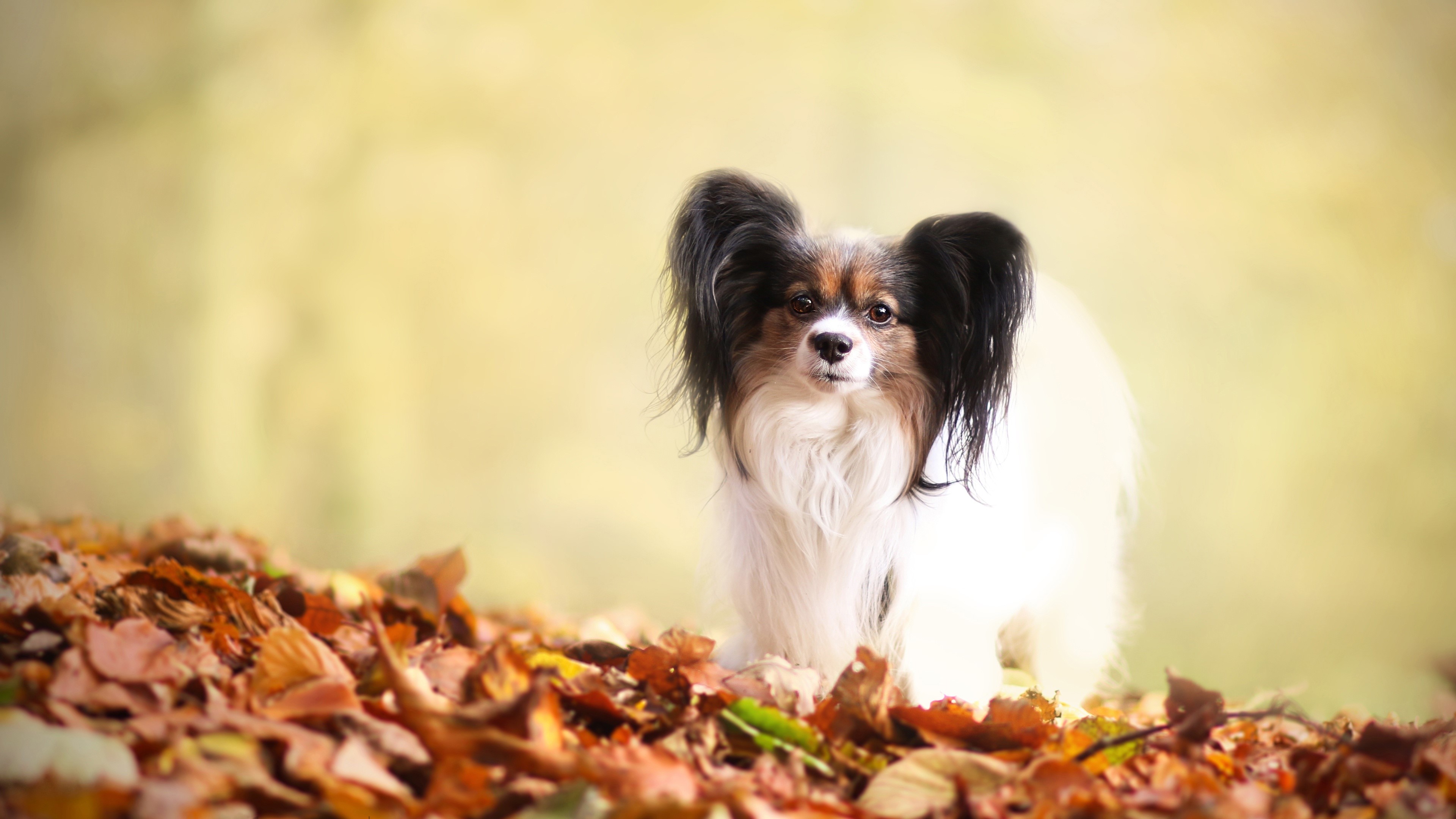 Papillon dog in autumn leaves HD Wallpaper