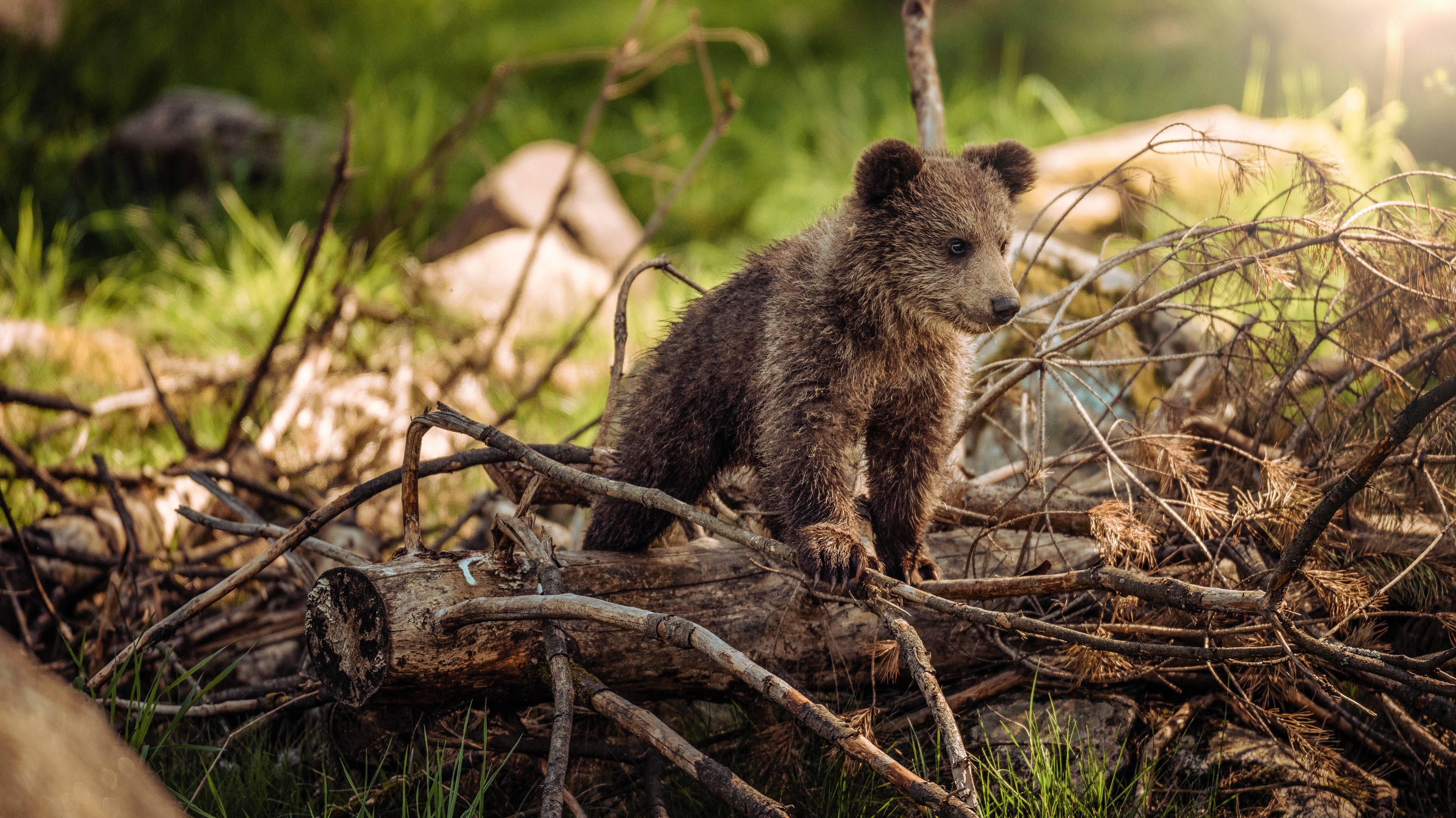 Brown Bear Cub on Branches HD Wallpaper
