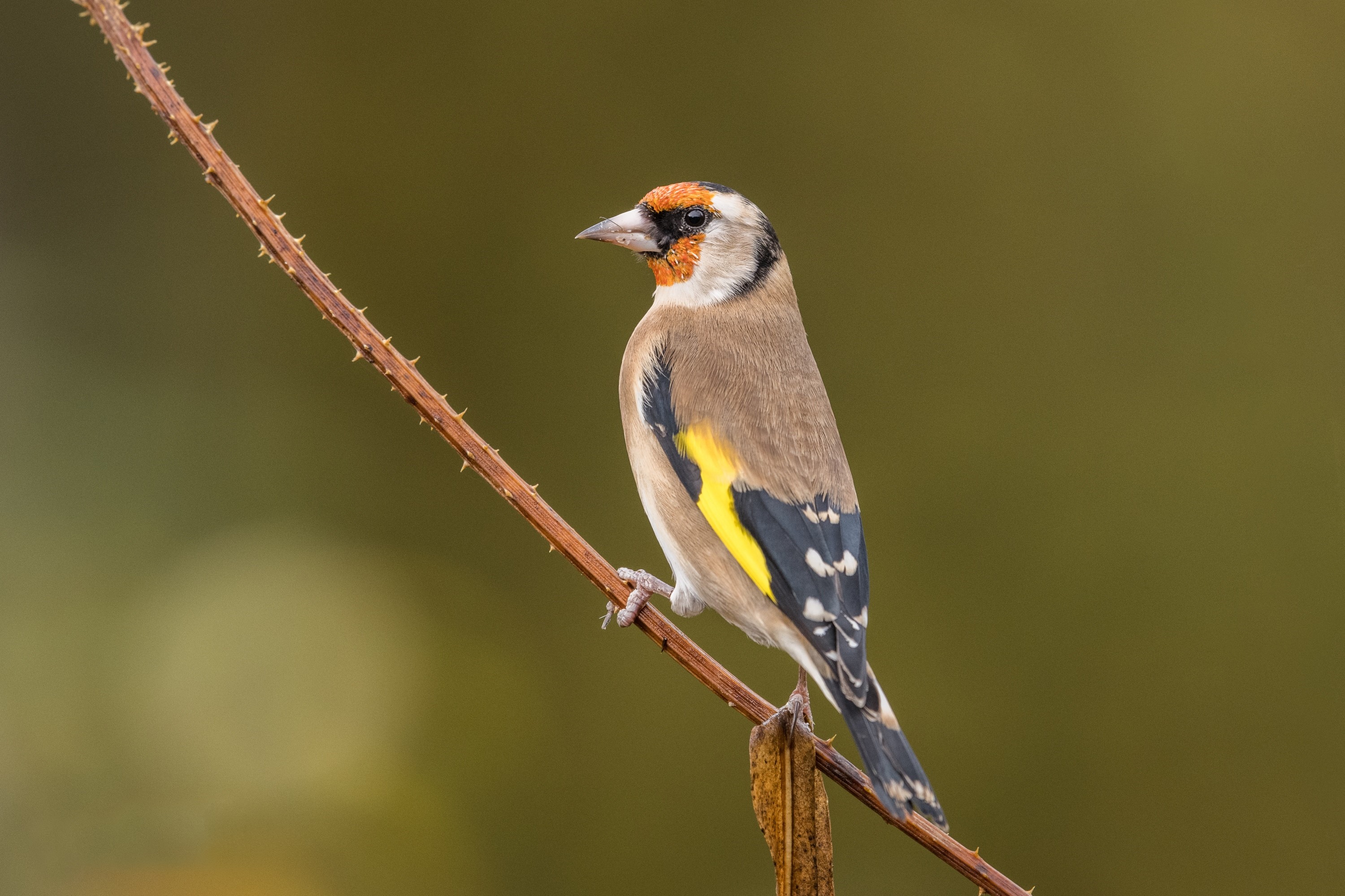 Goldfinch Perched on Thorny Branch HD Wallpaper
