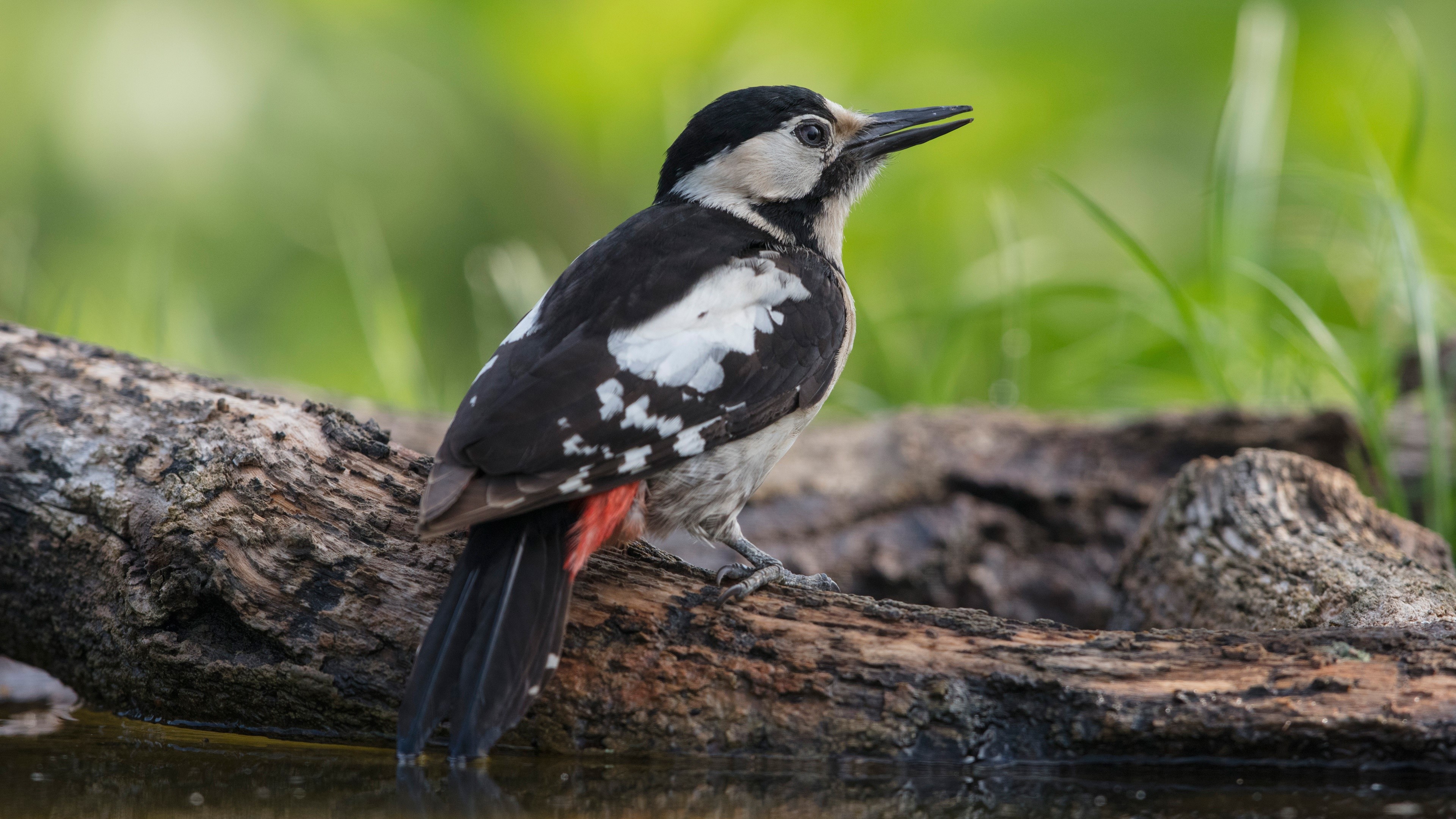 Great Spotted Woodpecker on a log HD Wallpaper