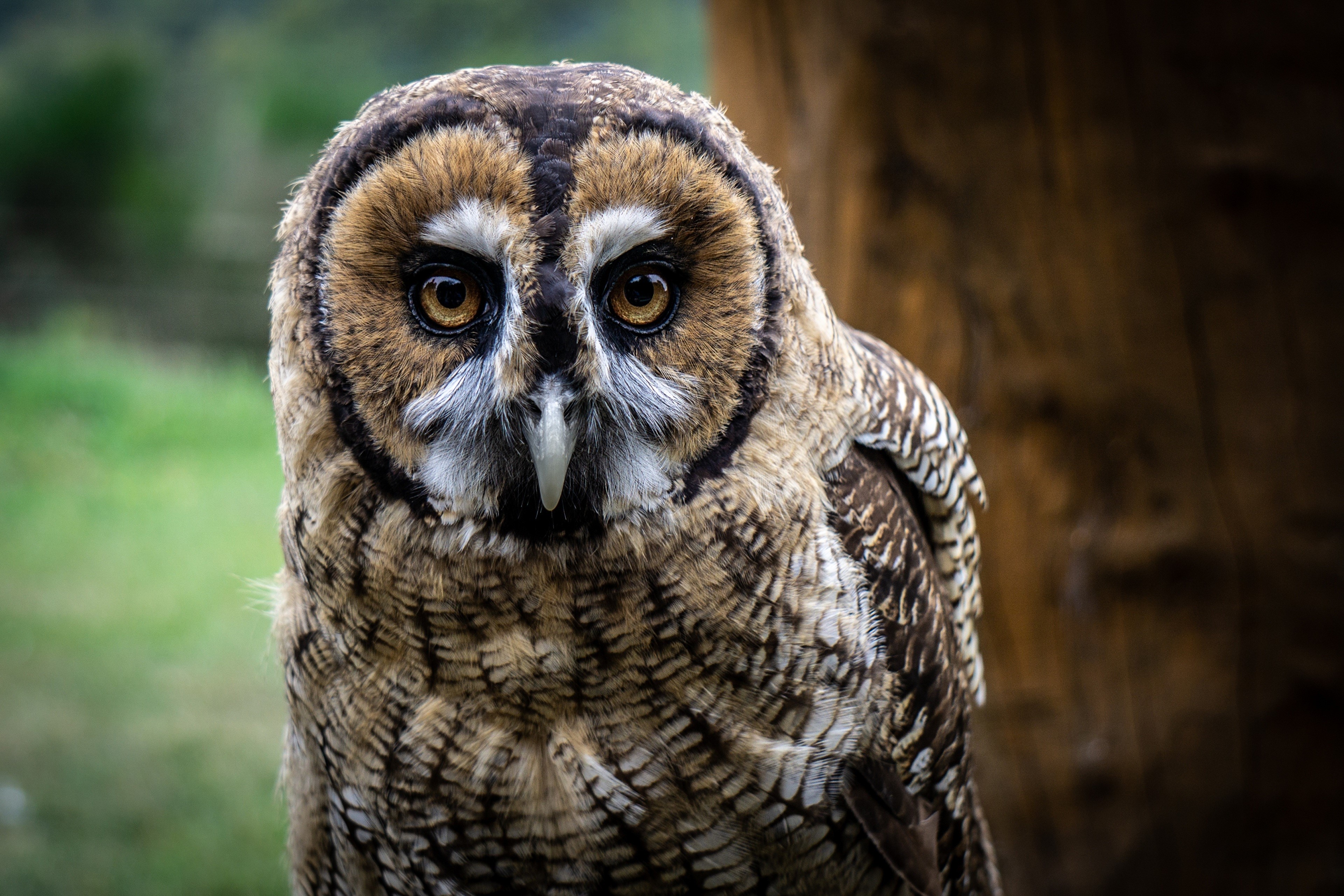 4K Owl Close-up HD Wallpaper