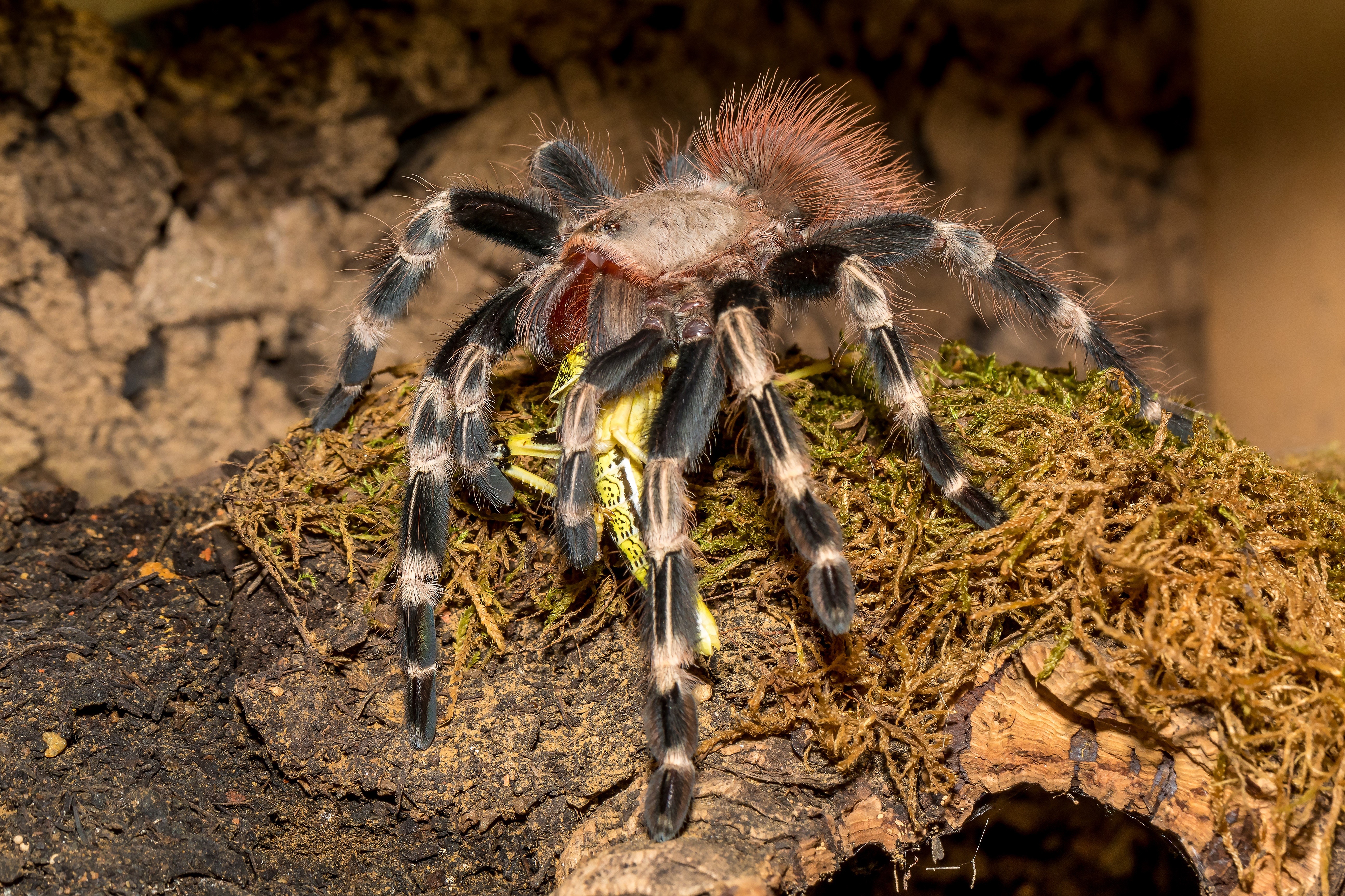 Brazilian red tarantula eating prey HD Wallpaper