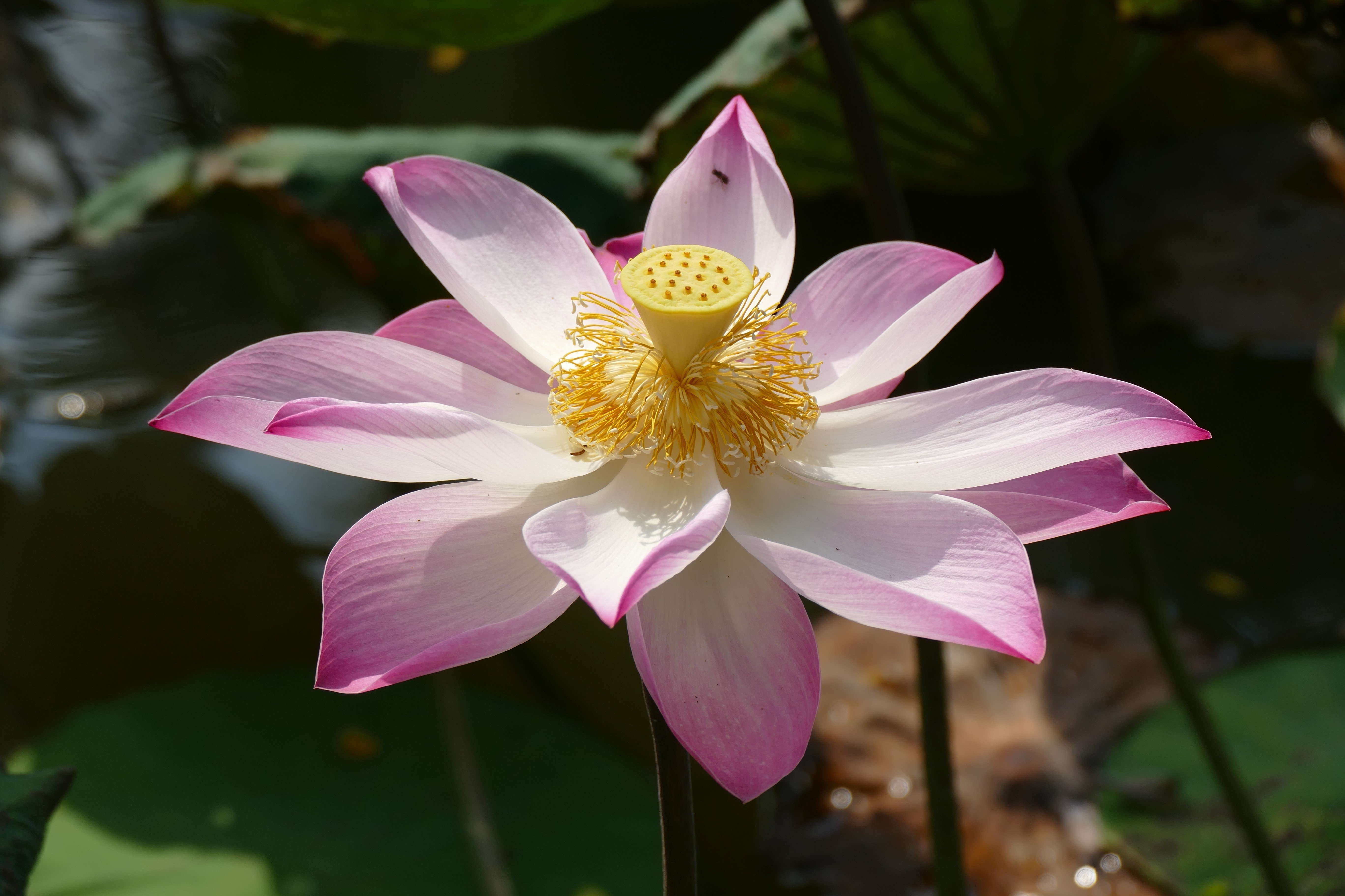 Pink Lotus Flower Closeup HD Wallpaper