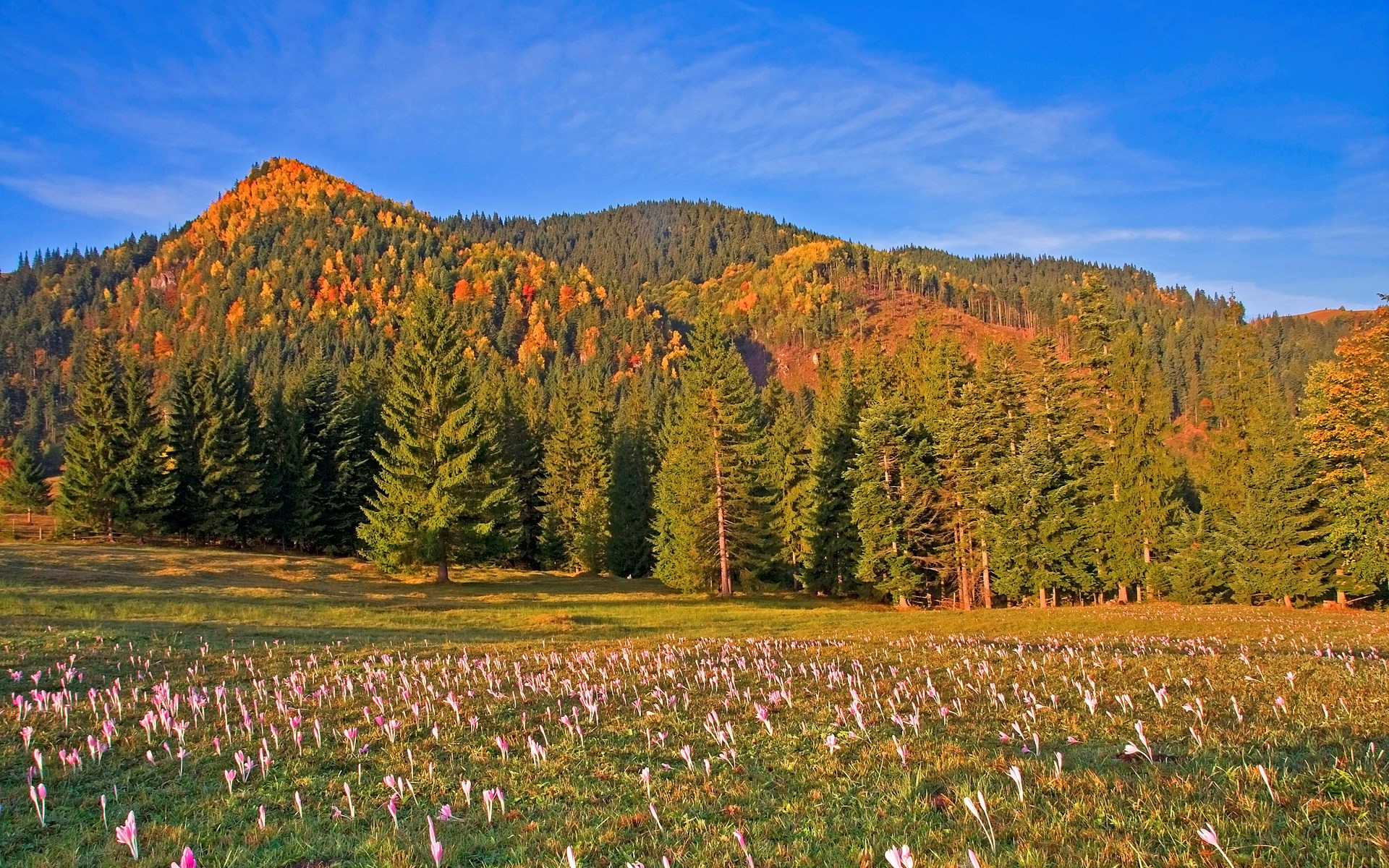 Autumn mountain landscape with crocus field HD Wallpaper