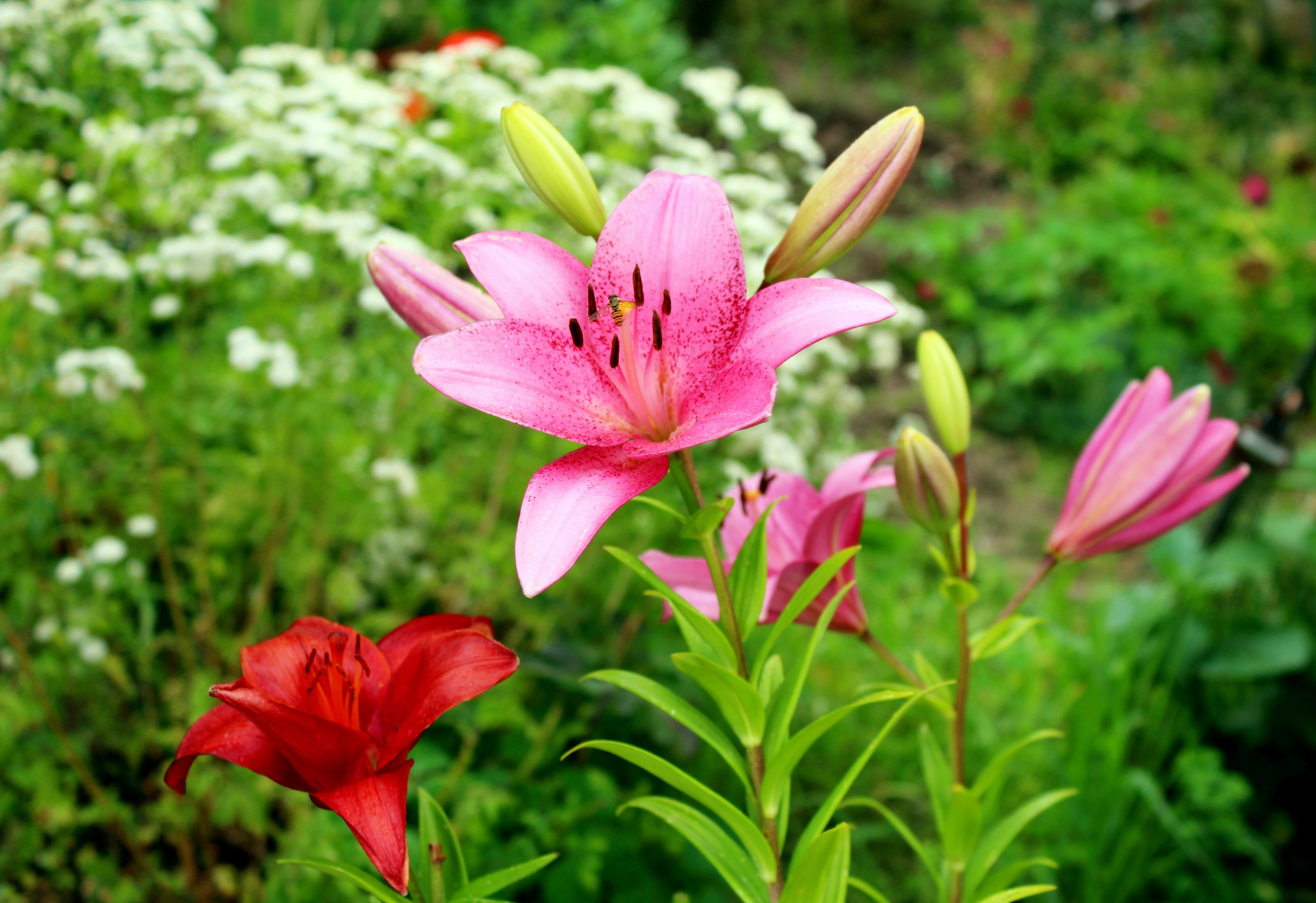 Pink and Red Lilies in a Garden HD Wallpaper