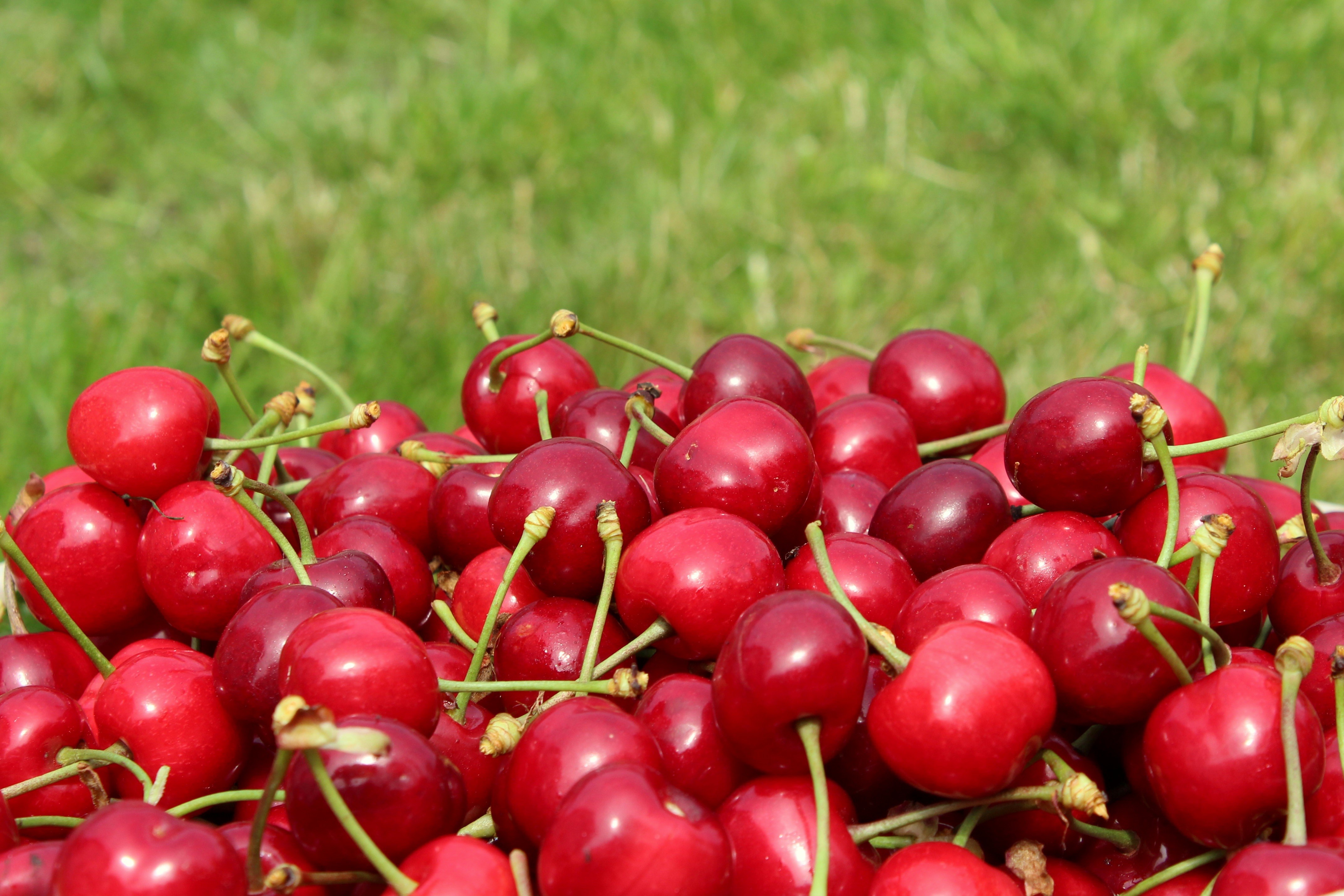Pile of Cherries on Green Grass HD Wallpaper