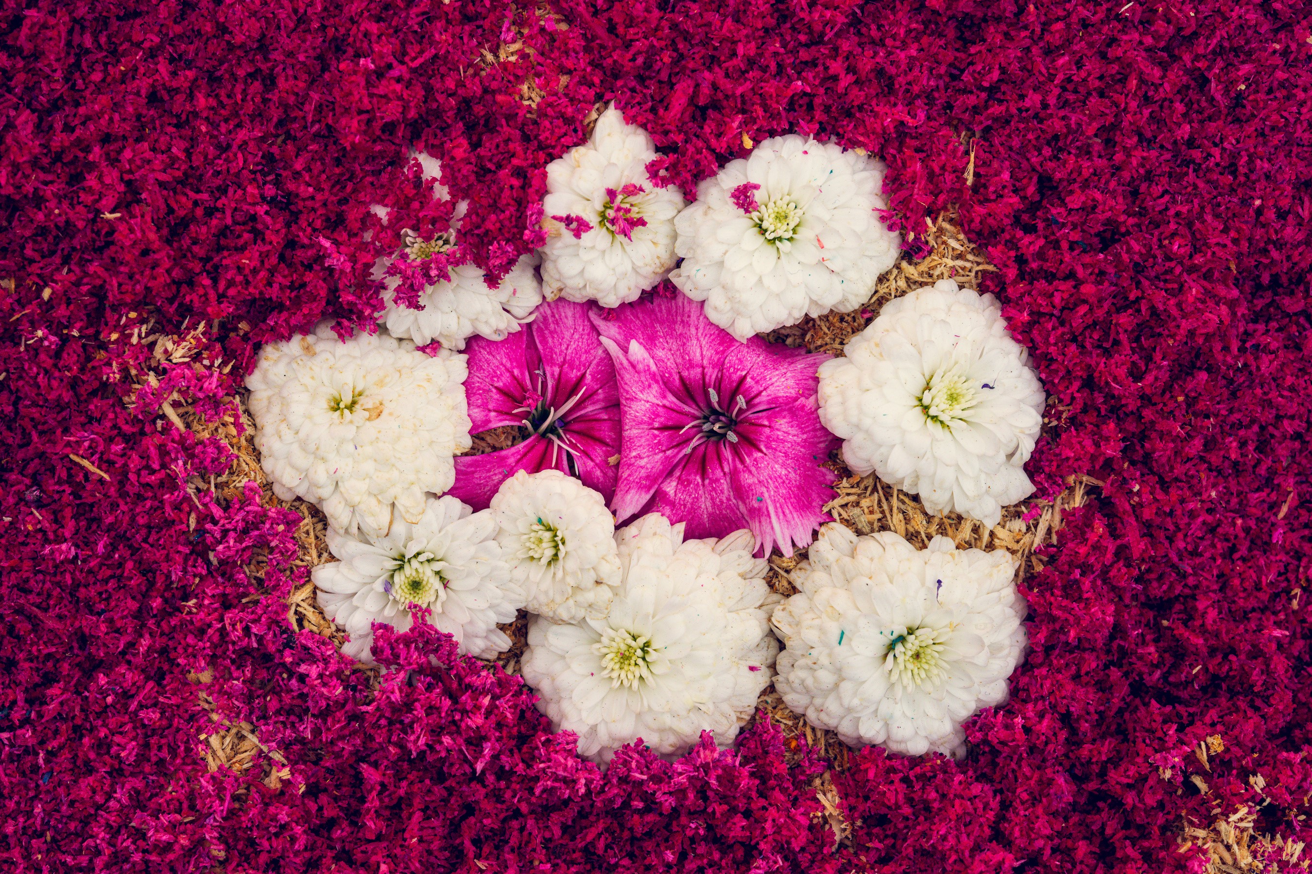 White and pink flowers on a bed of magenta petals HD Wallpaper