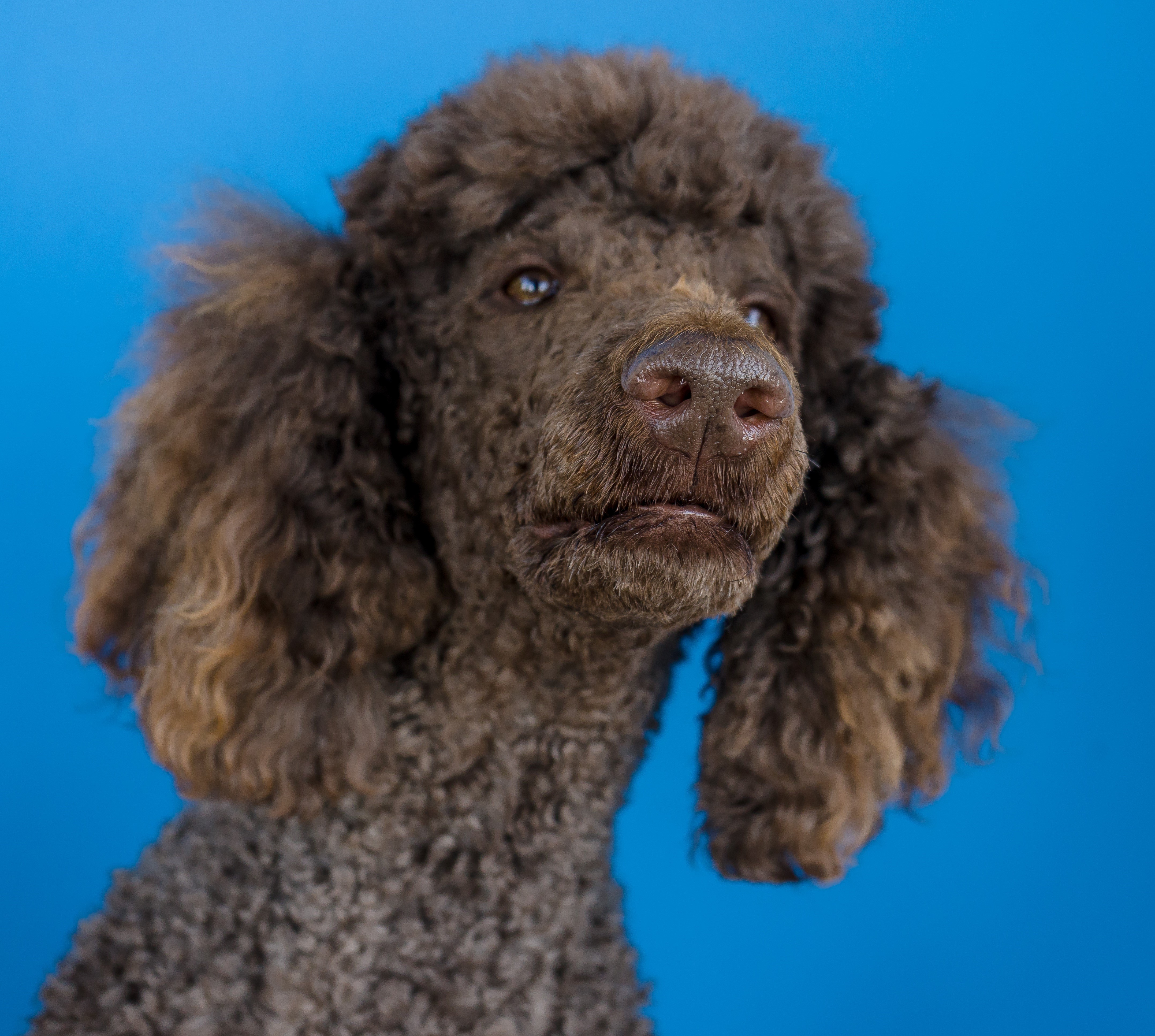 Brown Poodle closeup on blue background HD Wallpaper