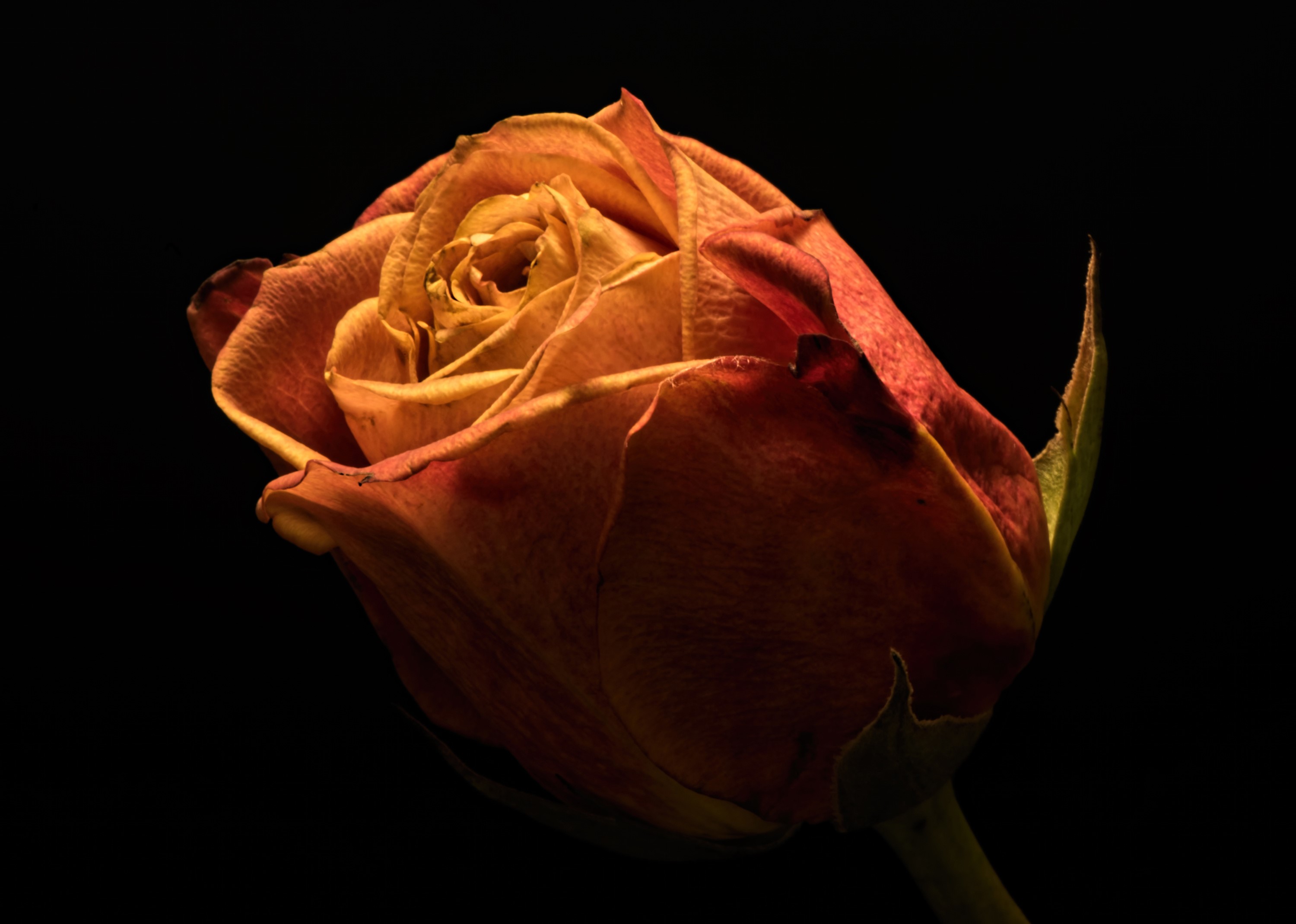 Close-up of a dried orange rose on a black background HD Wallpaper