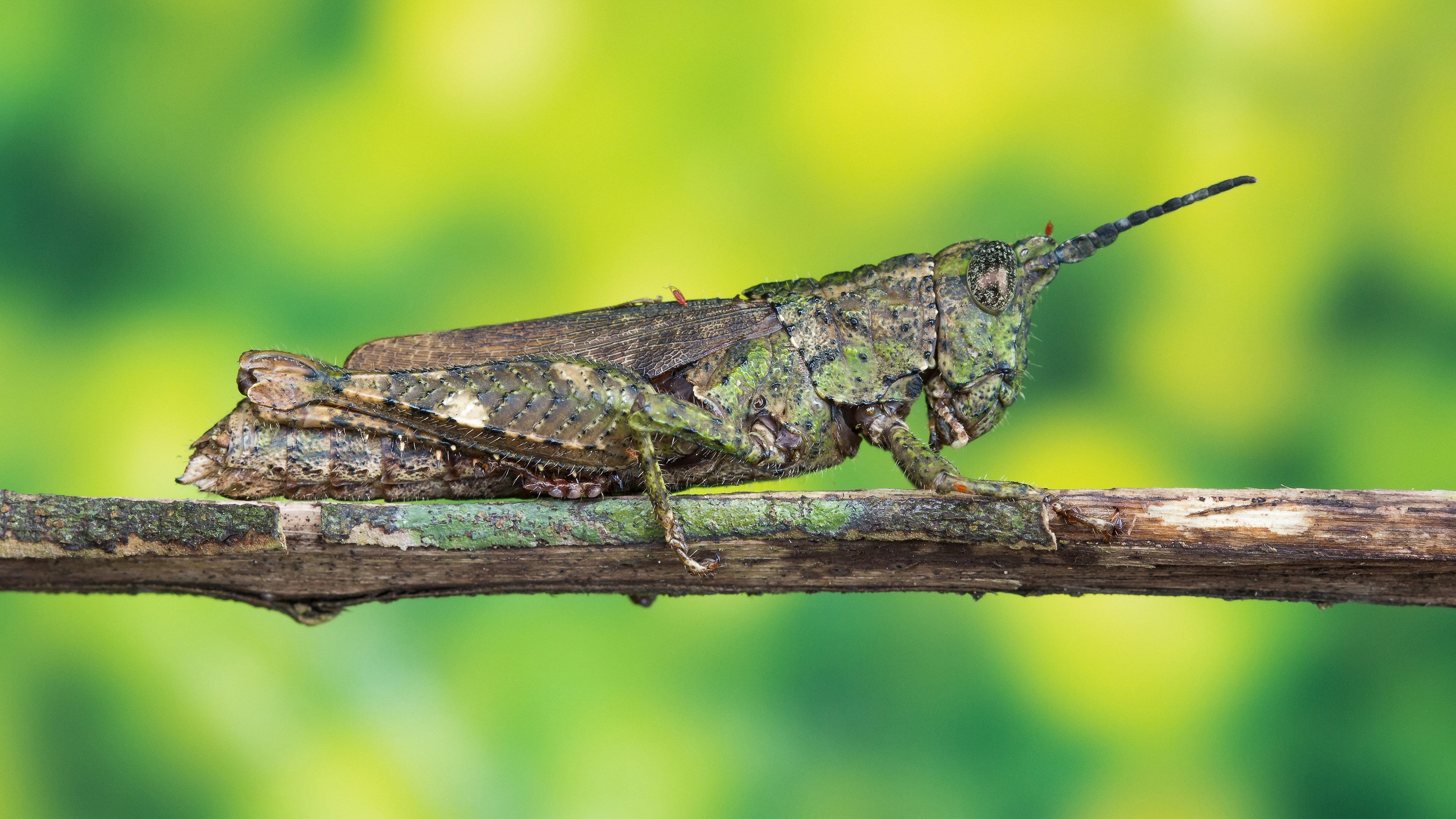Grasshopper on a branch HD Wallpaper