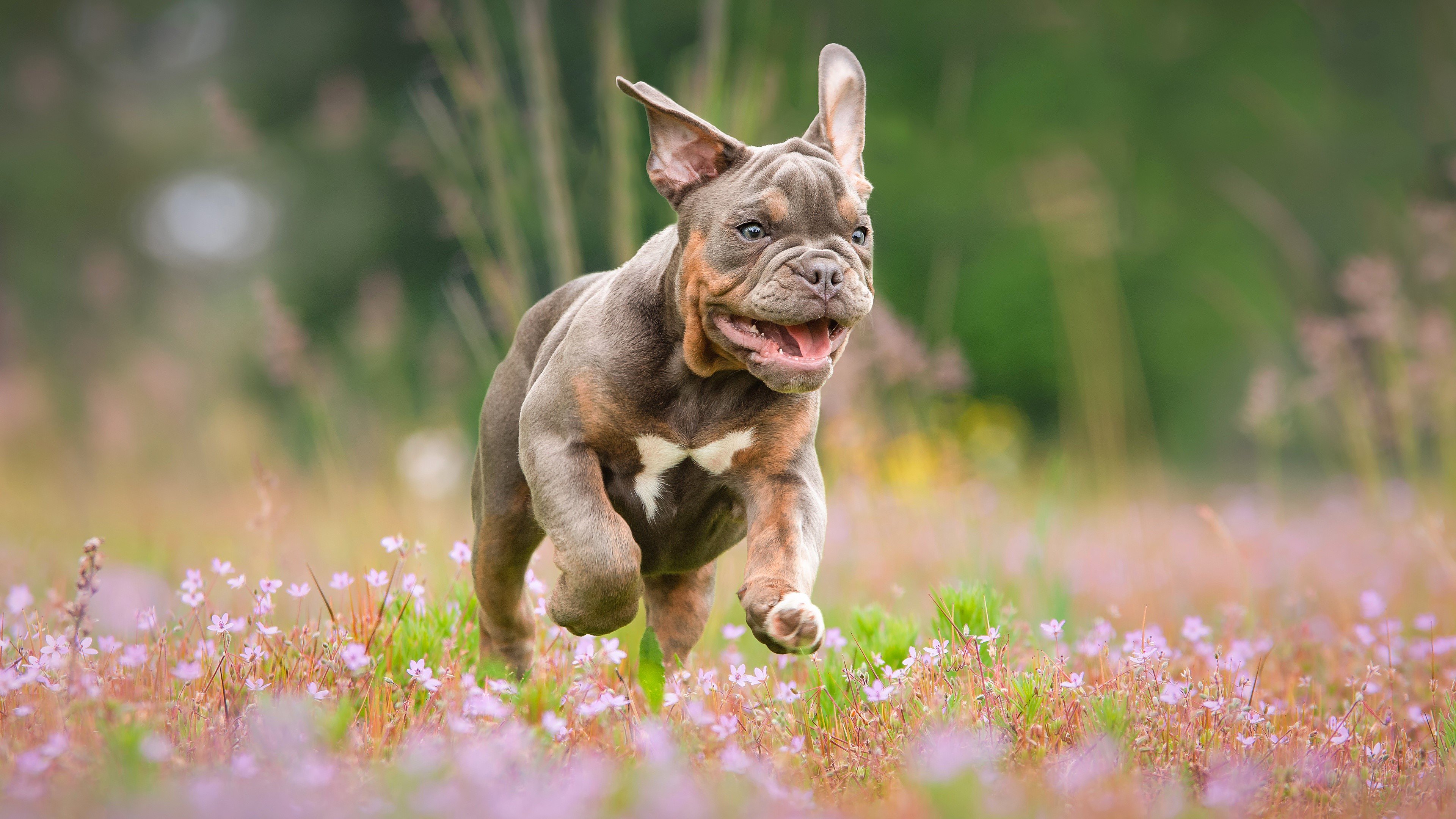 Bulldog puppy running through a field of flowers HD Wallpaper