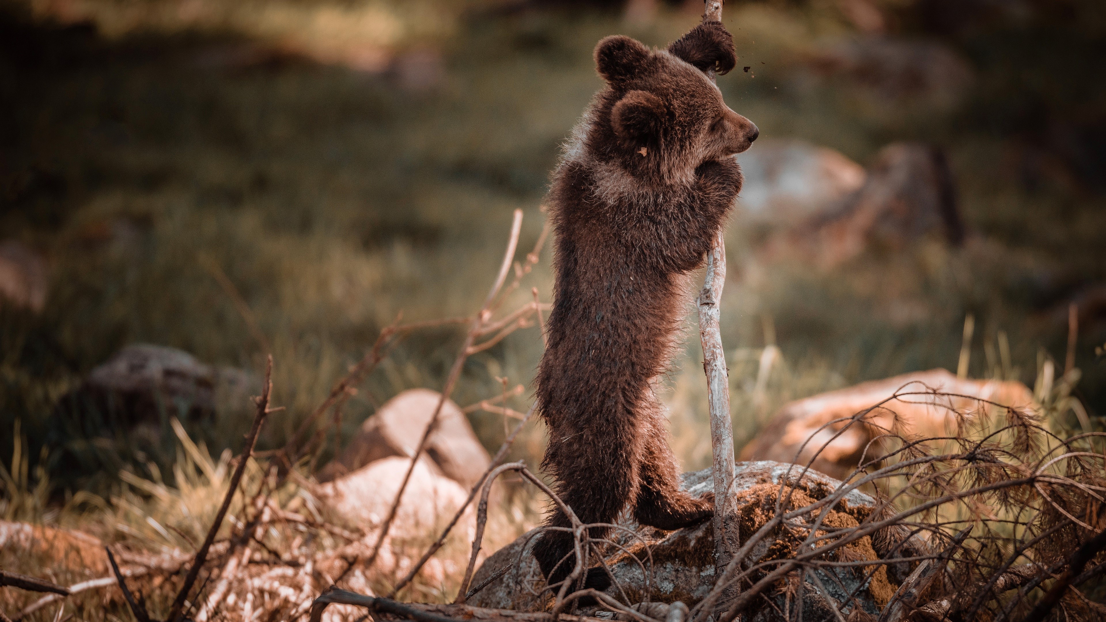 Brown Bear Cub Standing on Rocks HD Wallpaper