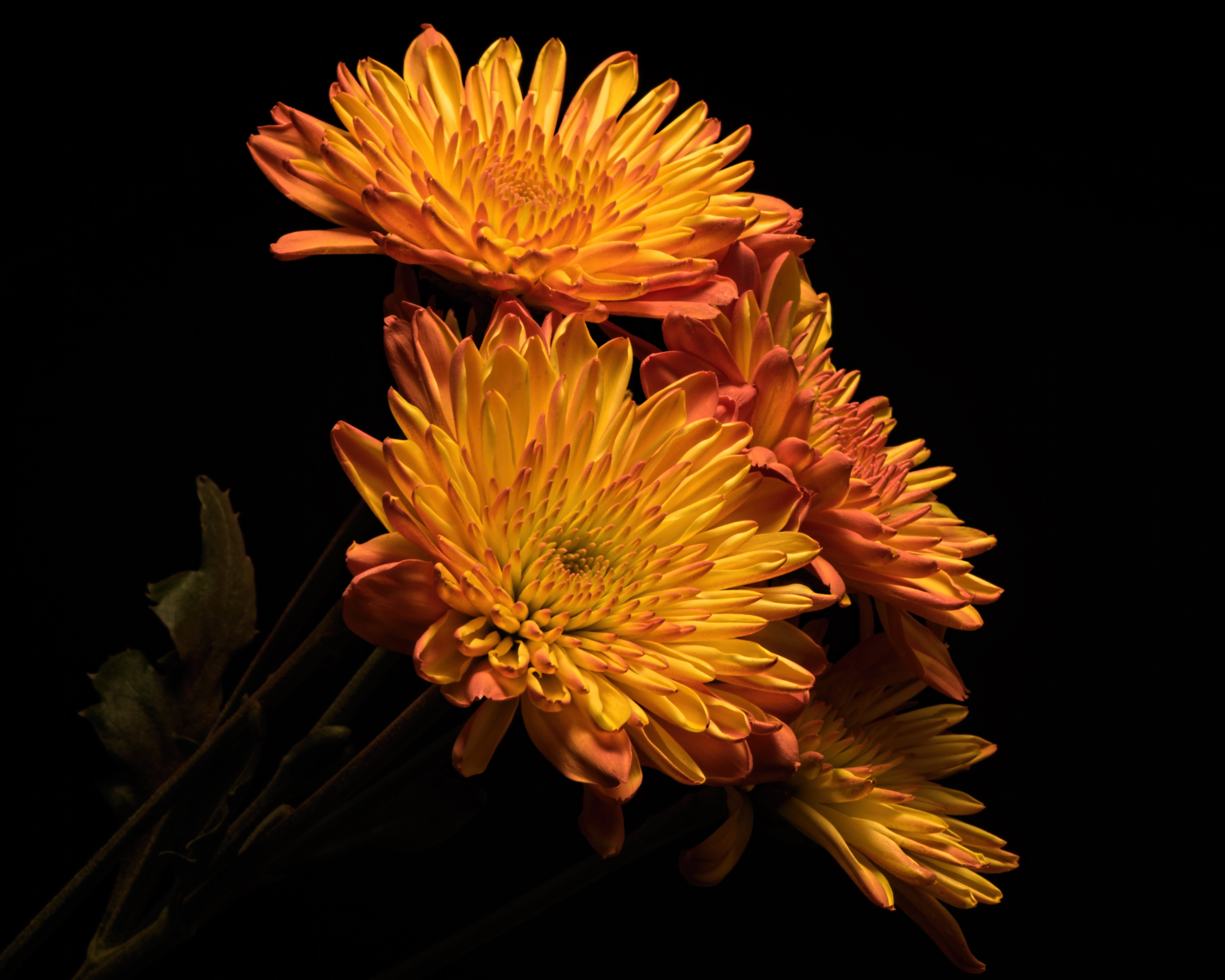 Orange Chrysanthemums on Black Background HD Wallpaper