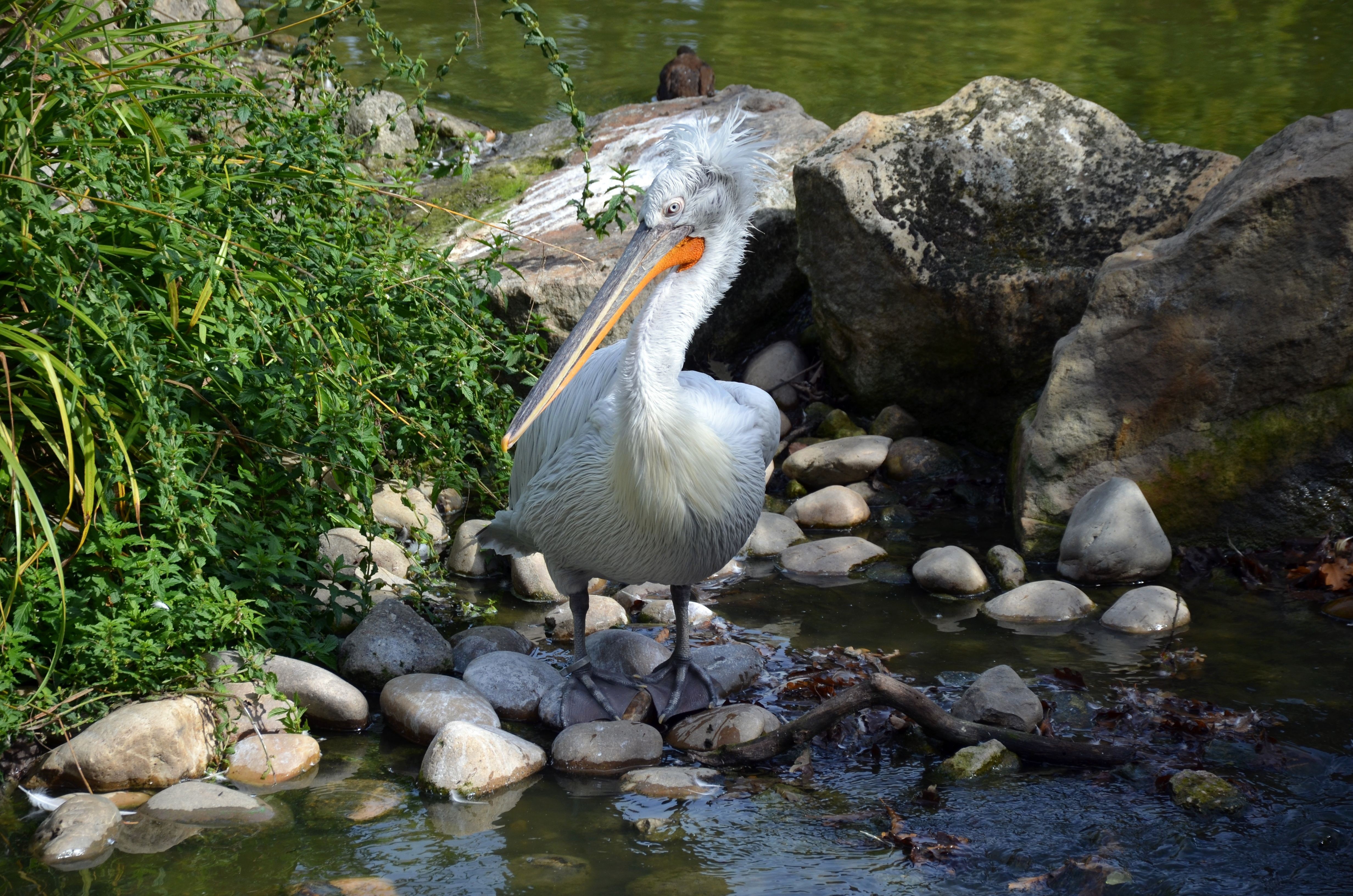 Pelican standing on stones near water HD Wallpaper