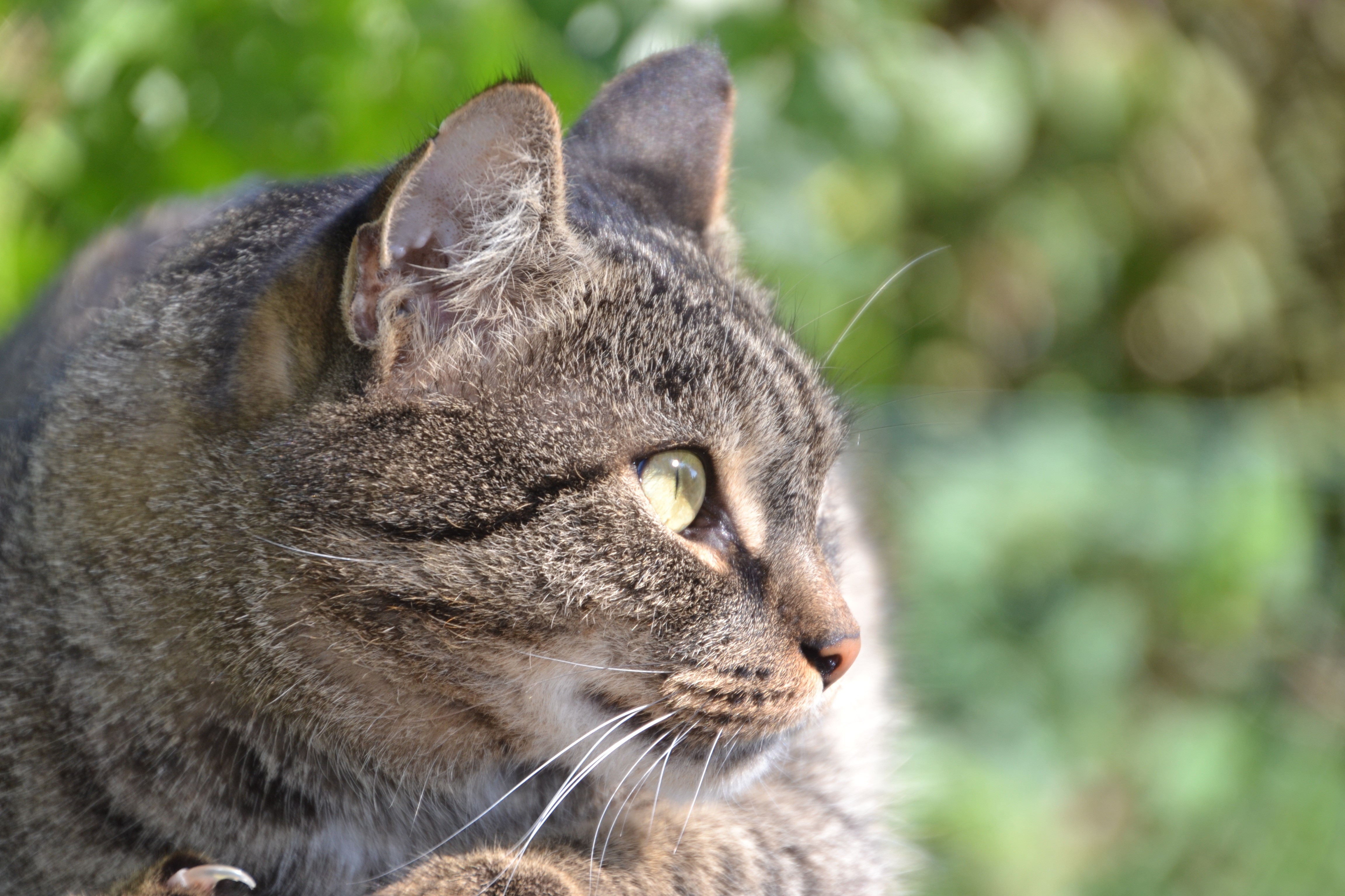 Closeup of a tabby cat's head HD Wallpaper
