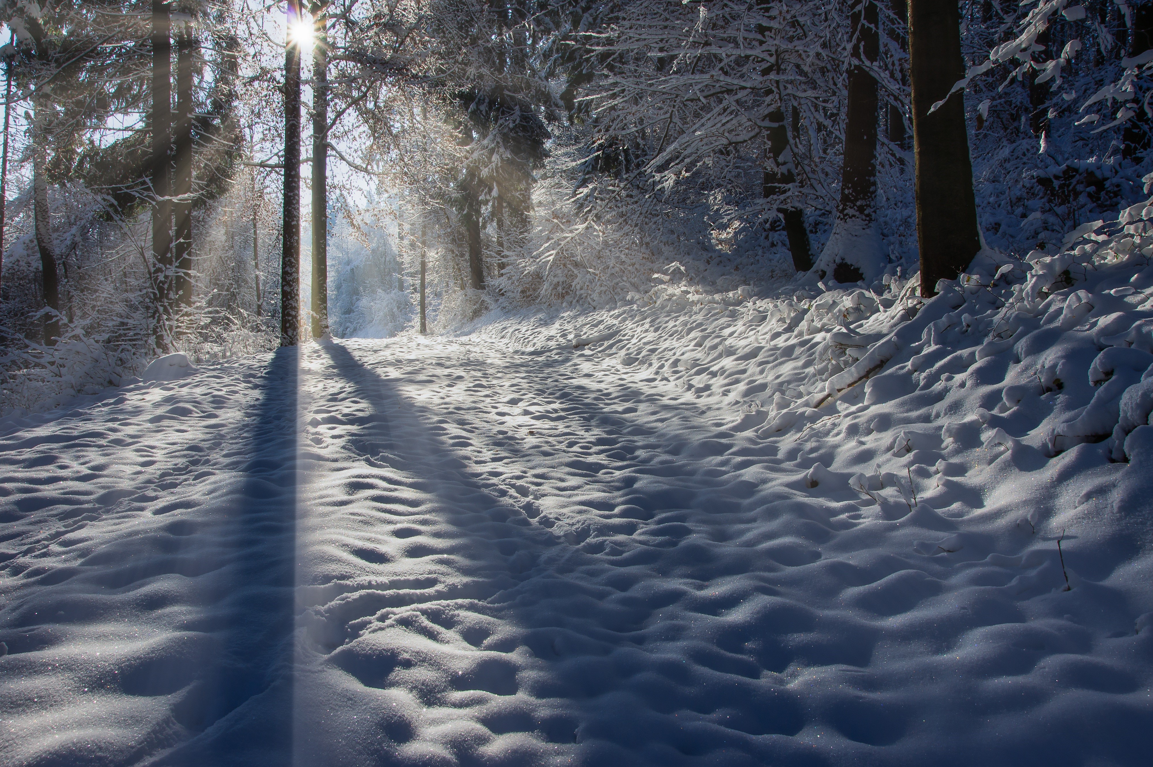 4K Winter Snow Path with Sun Rays and Trees HD Wallpaper
