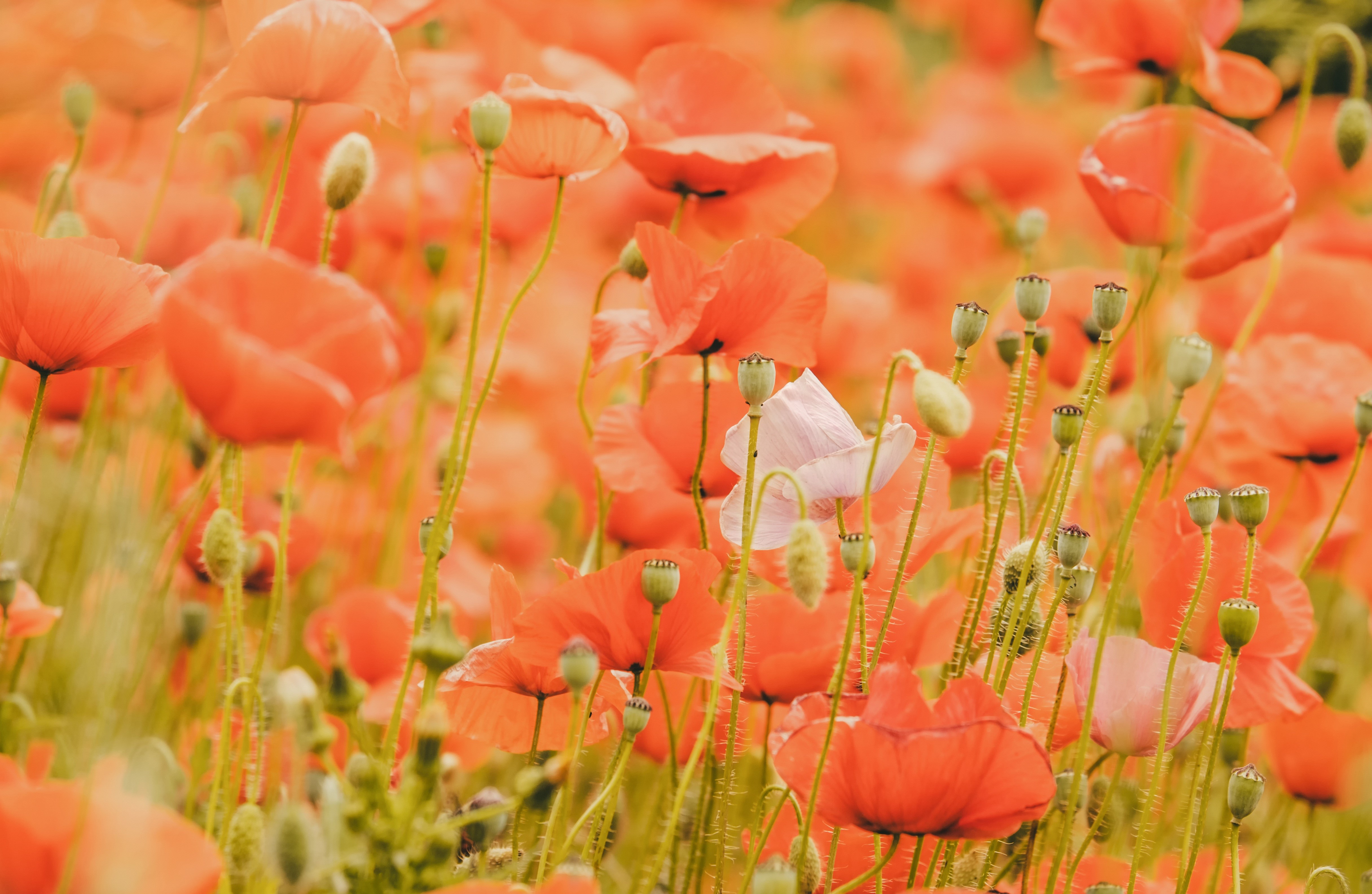 Field of Red Poppies and Flower Buds HD Wallpaper