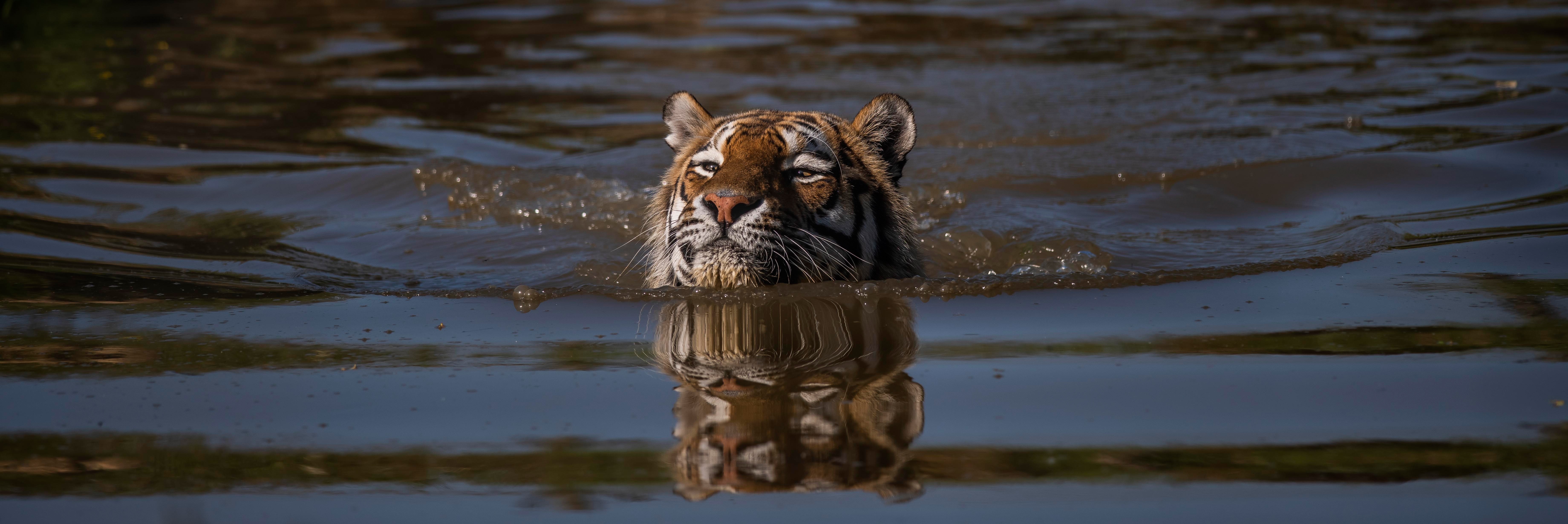 Tiger swimming in water HD Wallpaper