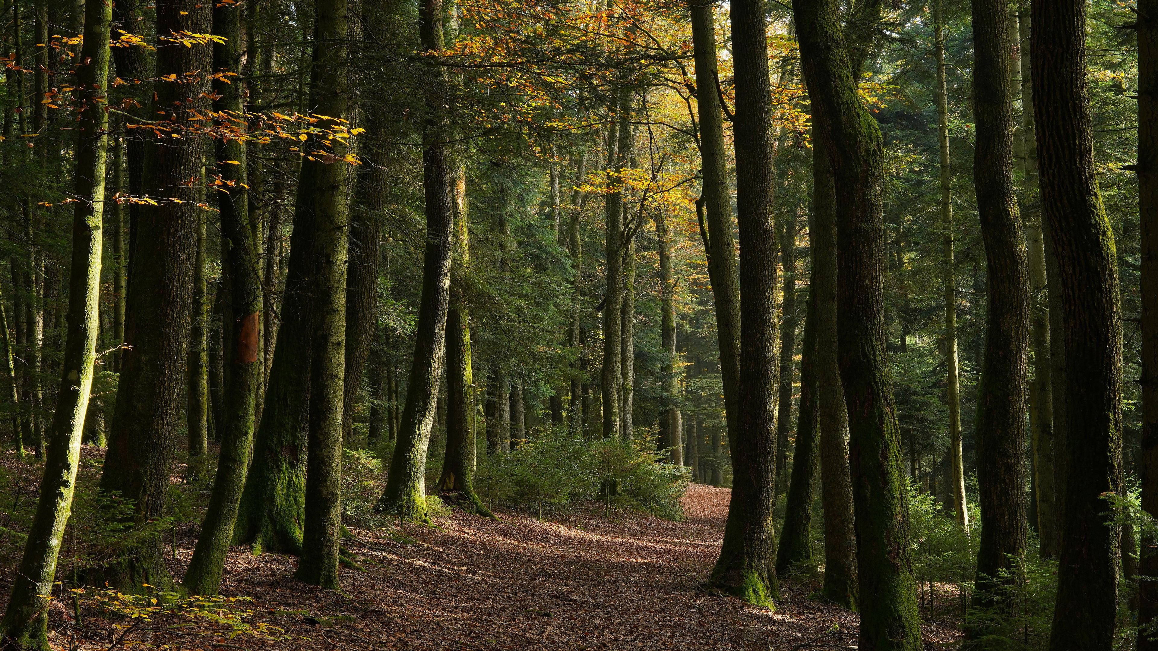 Forest Trail in Autumn with Tall Trees HD Wallpaper