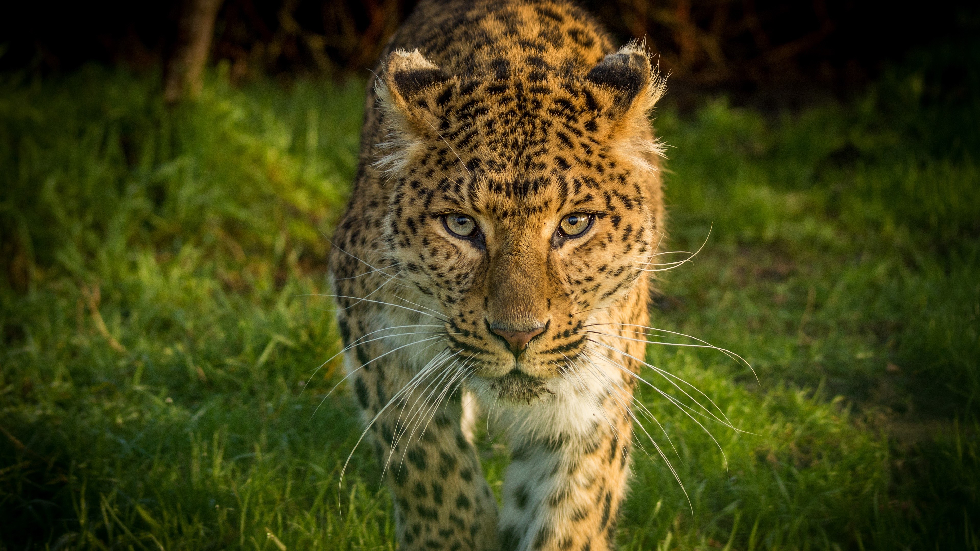 Leopard walking in grass HD Wallpaper