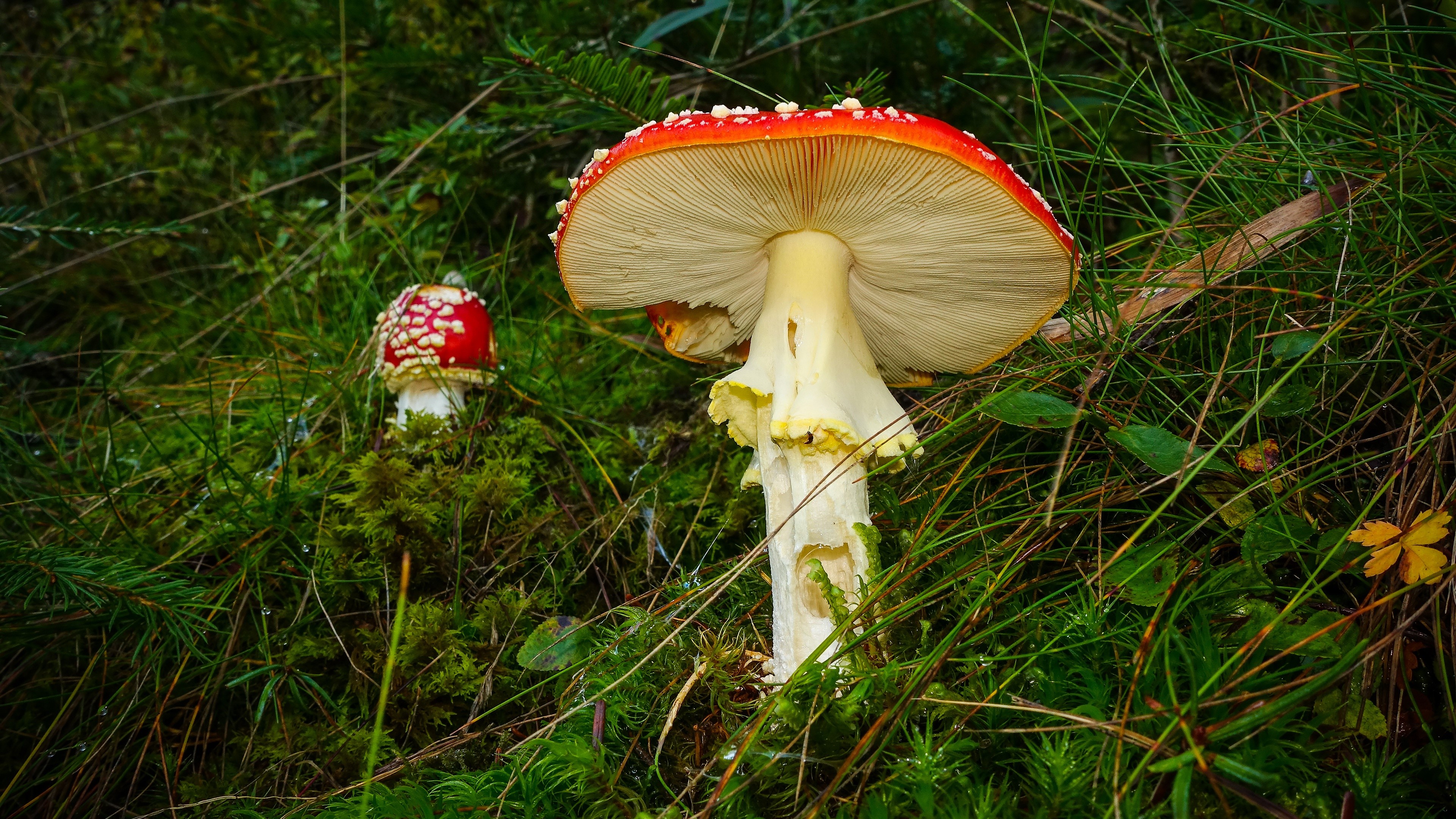 Amanita Mushrooms in Grass HD Wallpaper