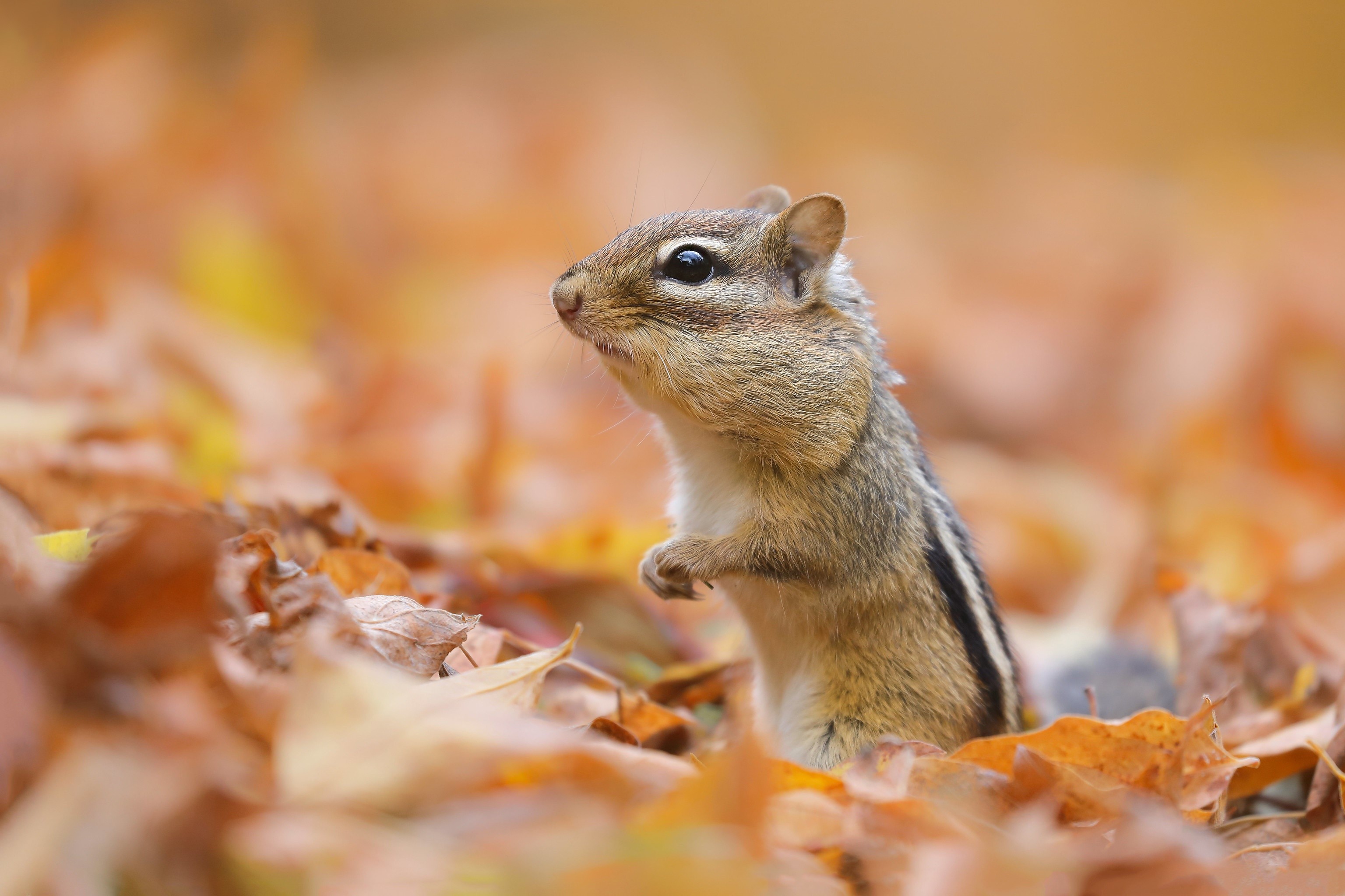 Chipmunk in Autumn Foliage HD Wallpaper